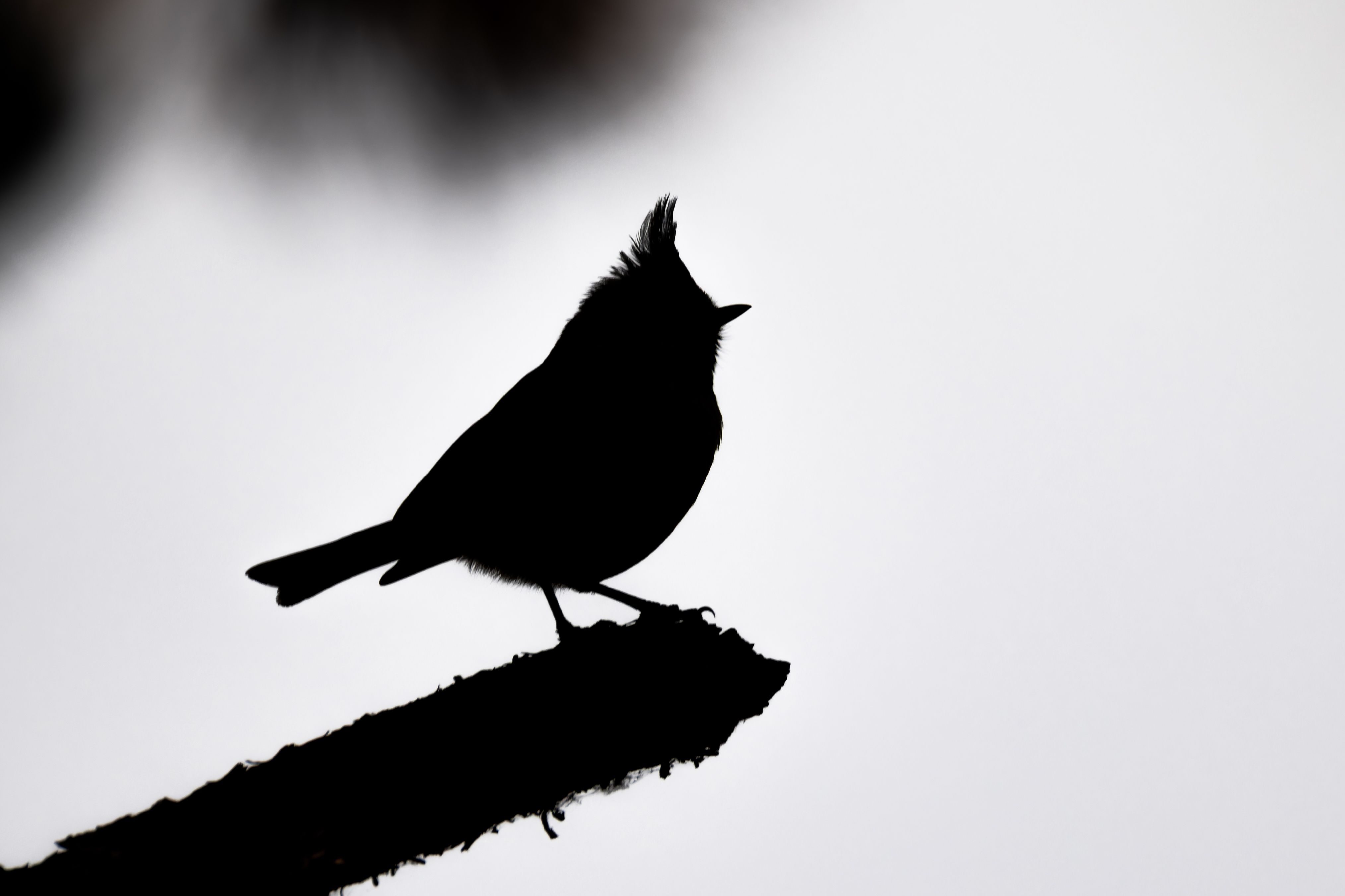 A crested tit (Lophophanes cristatus).
