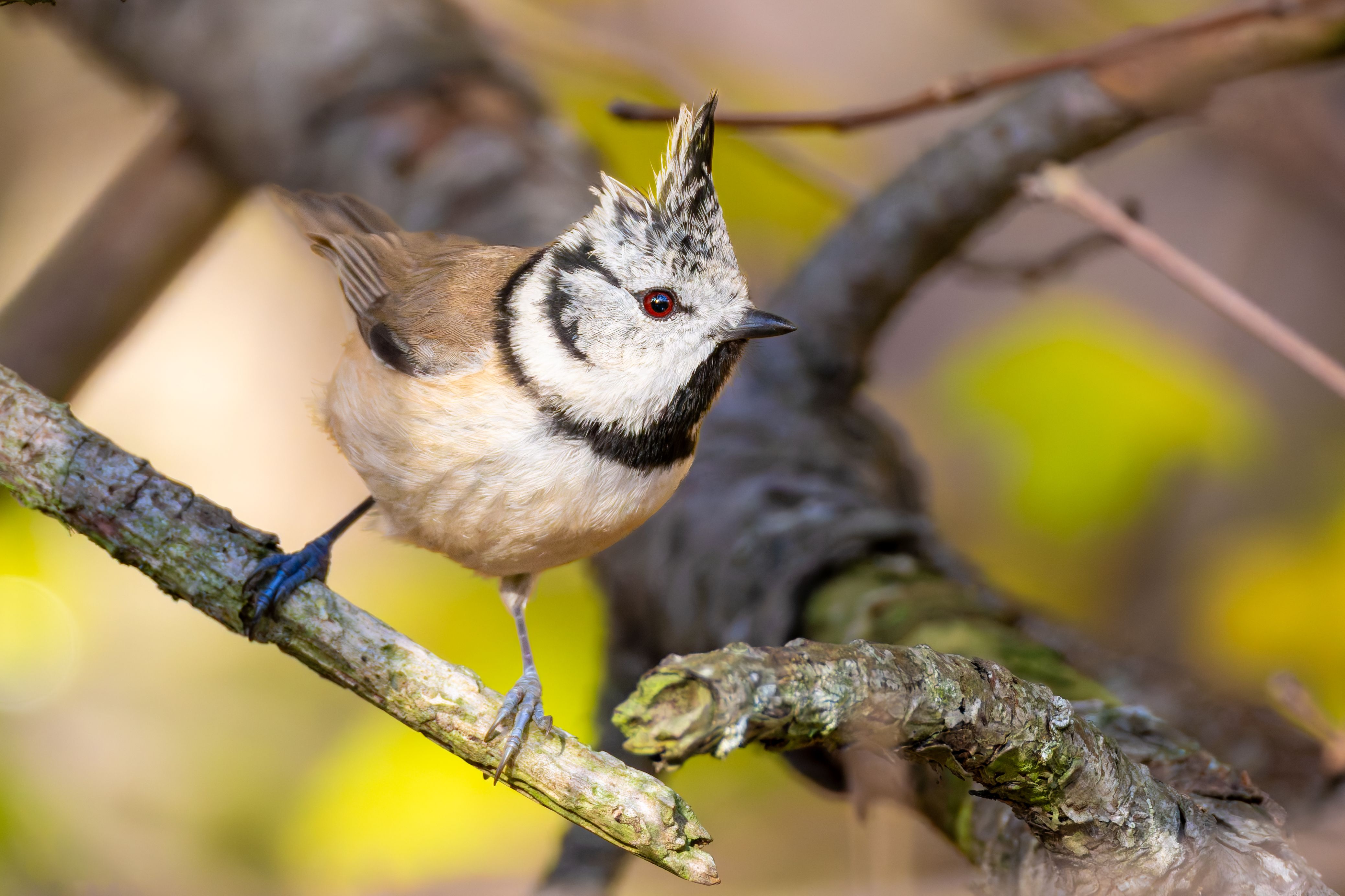 A crested tit (Lophophanes cristatus).