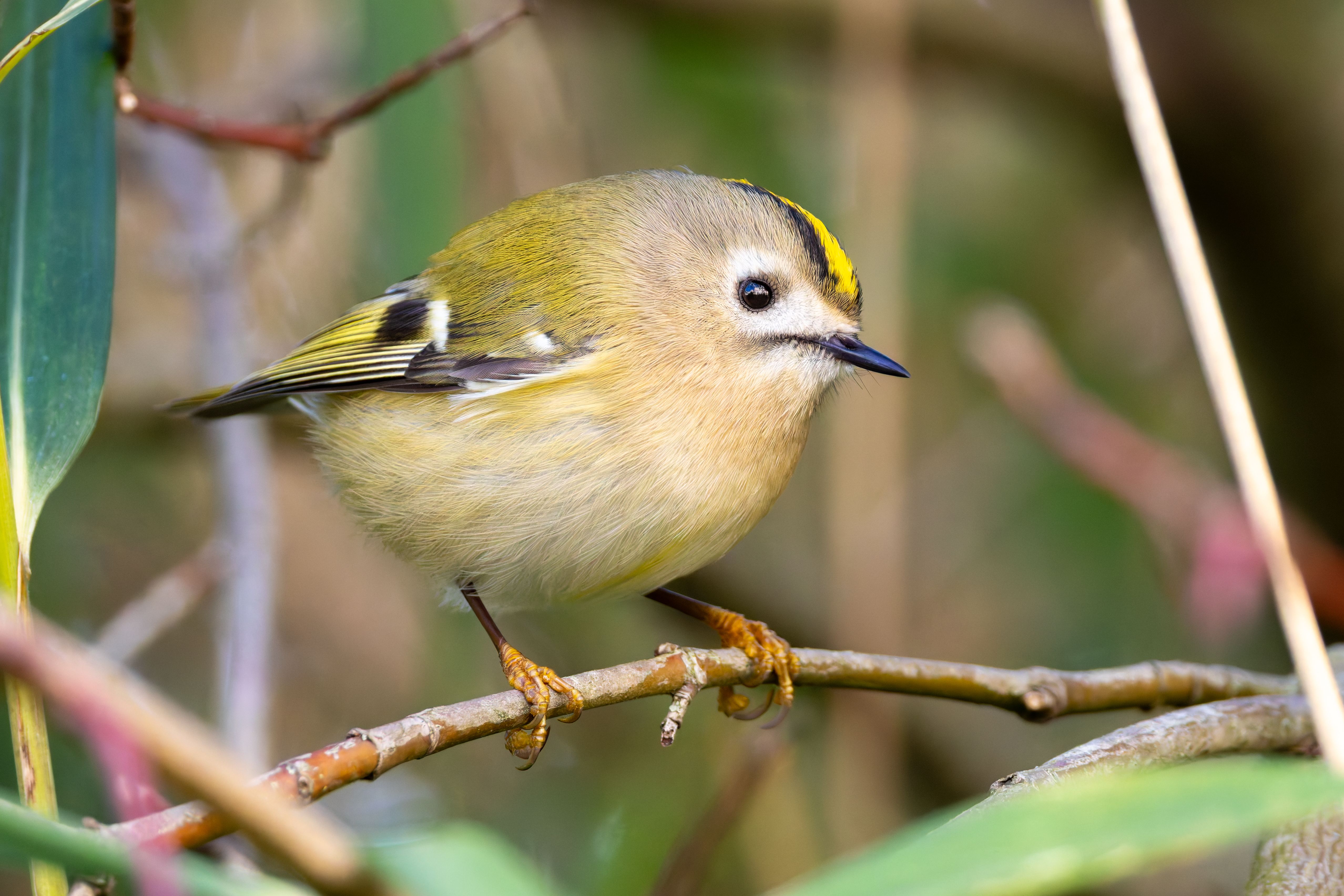 A goldcrest (Regulus regulus).