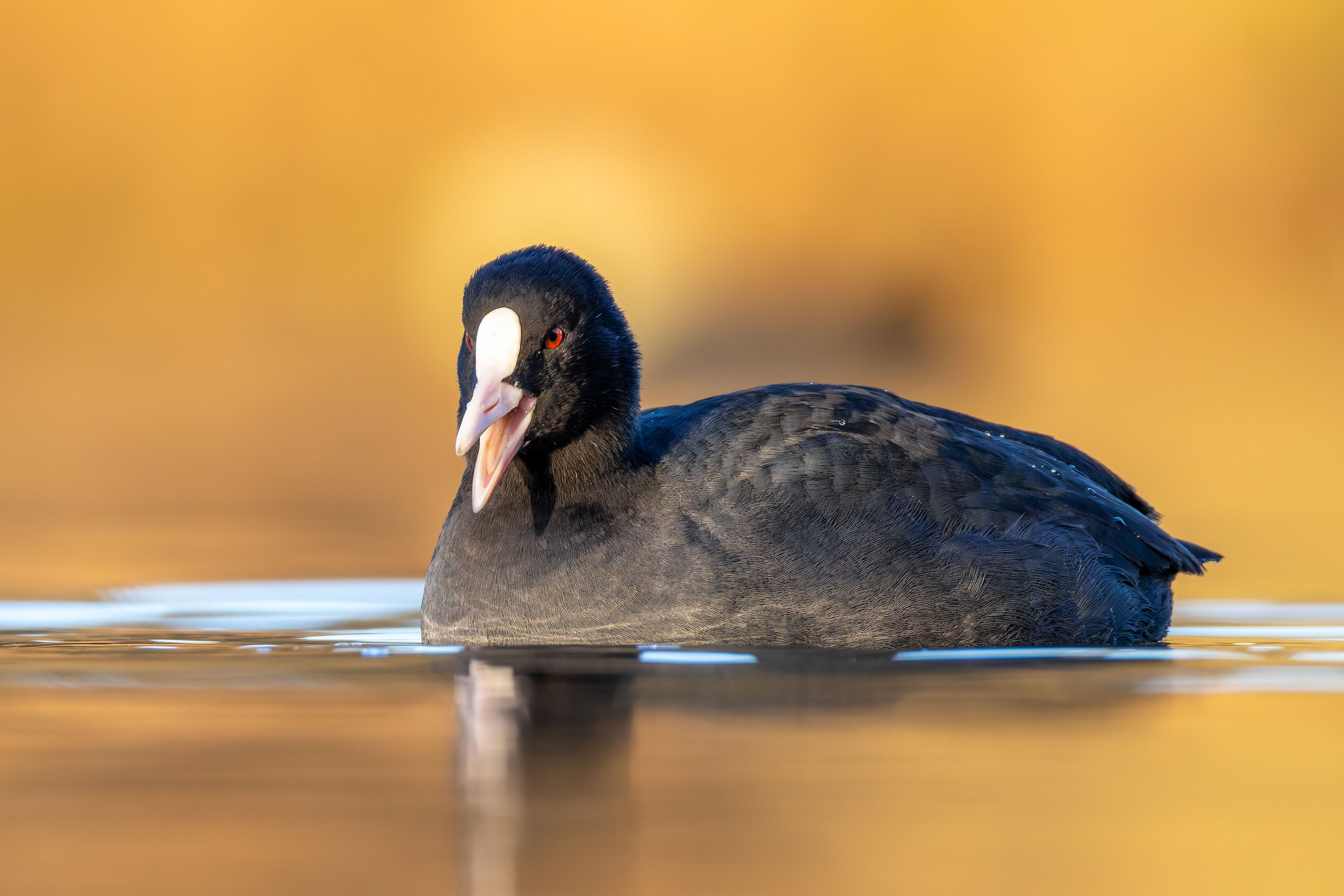 An Eurasian coot (Fulica atra) swimming.
