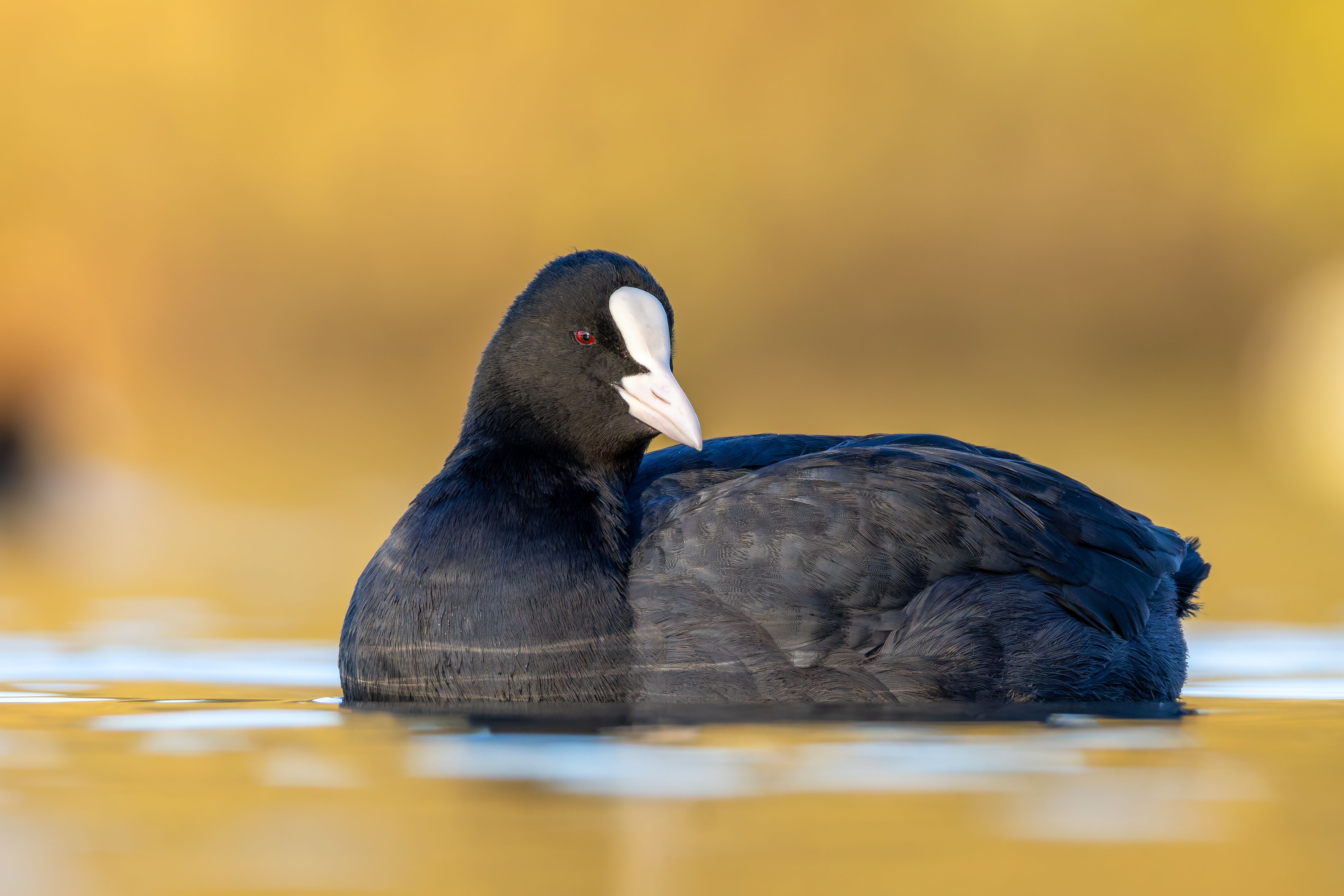 An Eurasian coot (Fulica atra) swimming.