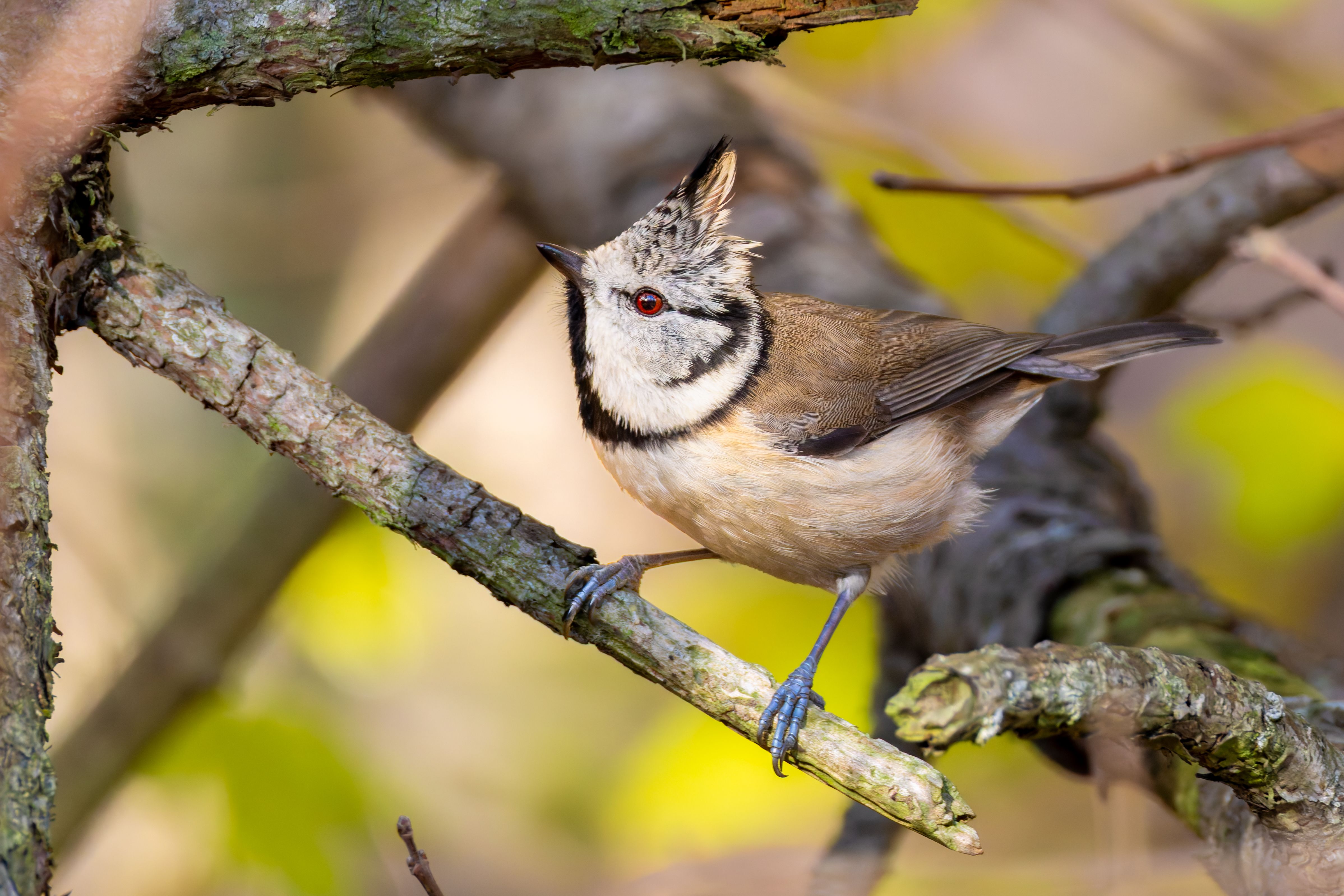 A crested tit (Lophophanes cristatus).