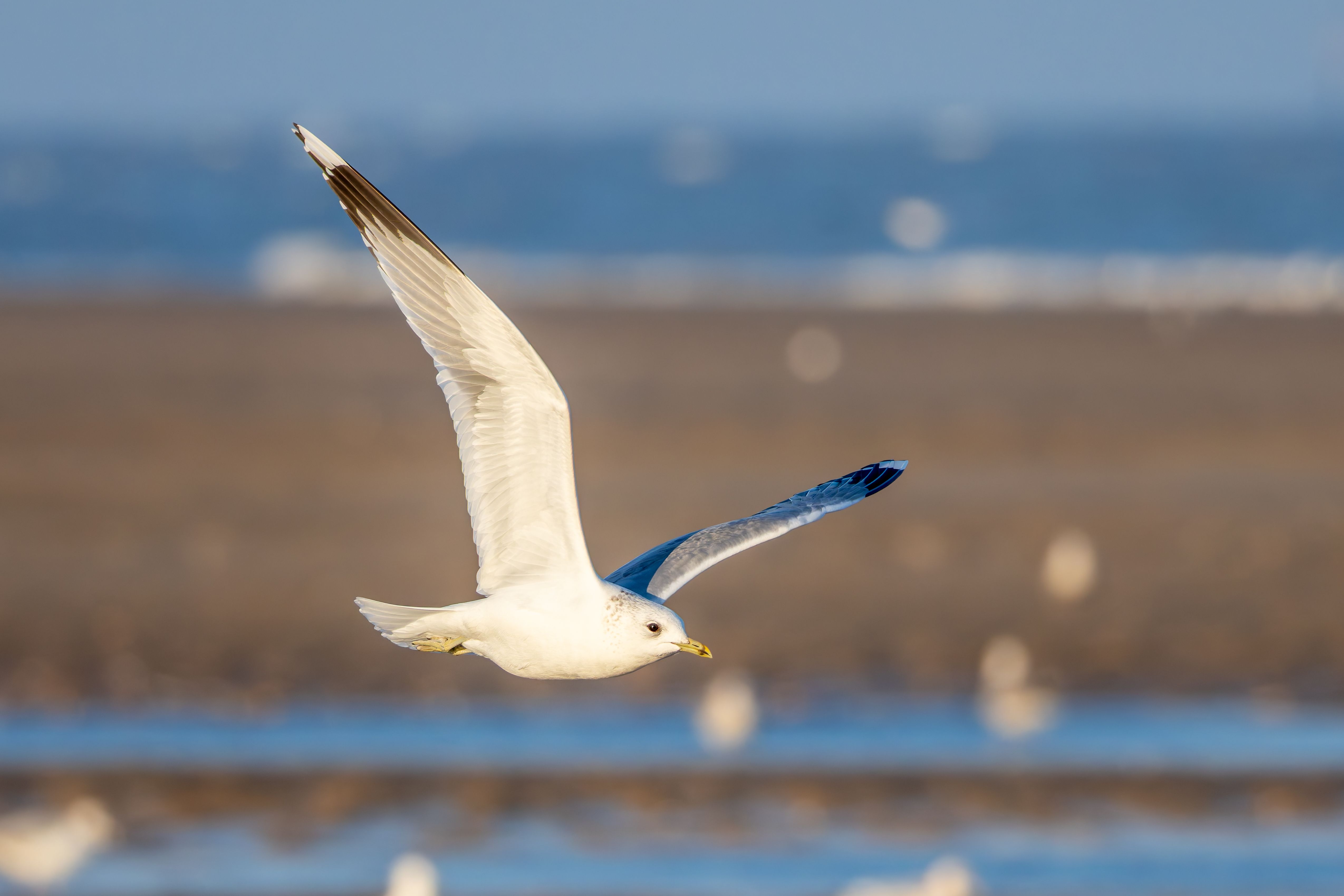 A common gull (Larus canus) in flight.
