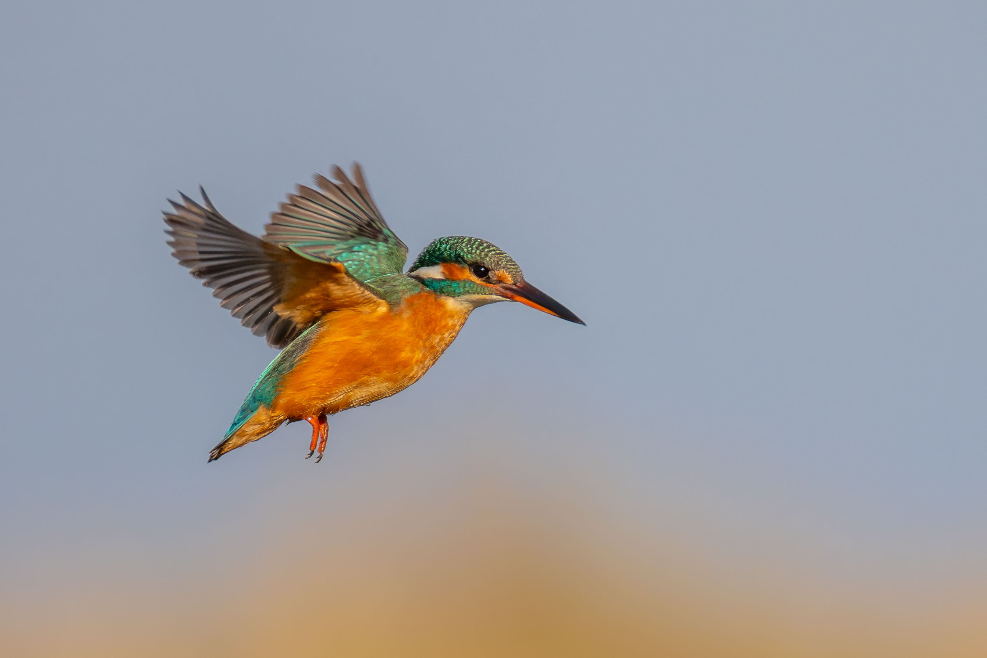 A common kingfisher (Alcedo atthis) in flight.