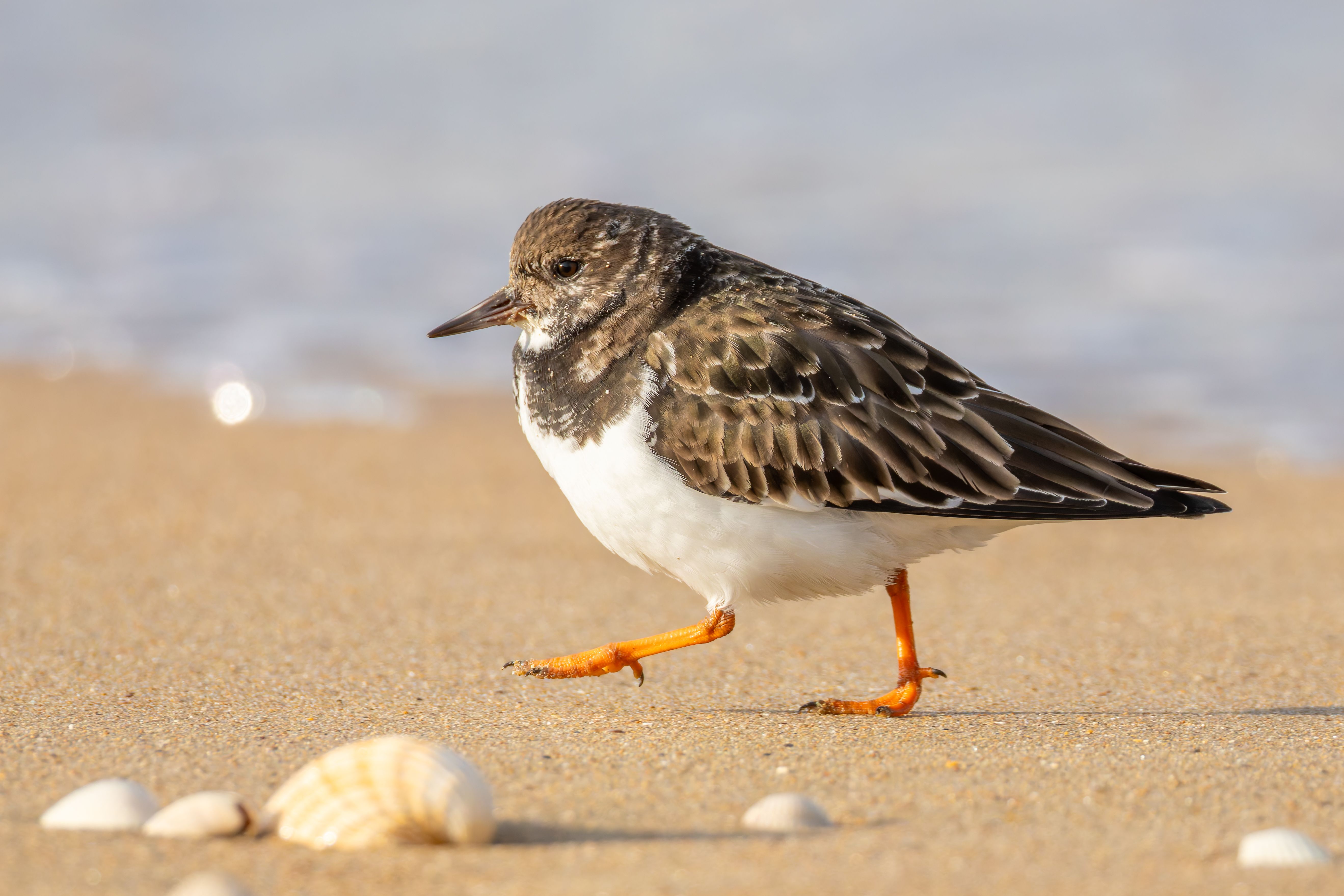 A ruddy turnstone (Arenaria interpres).