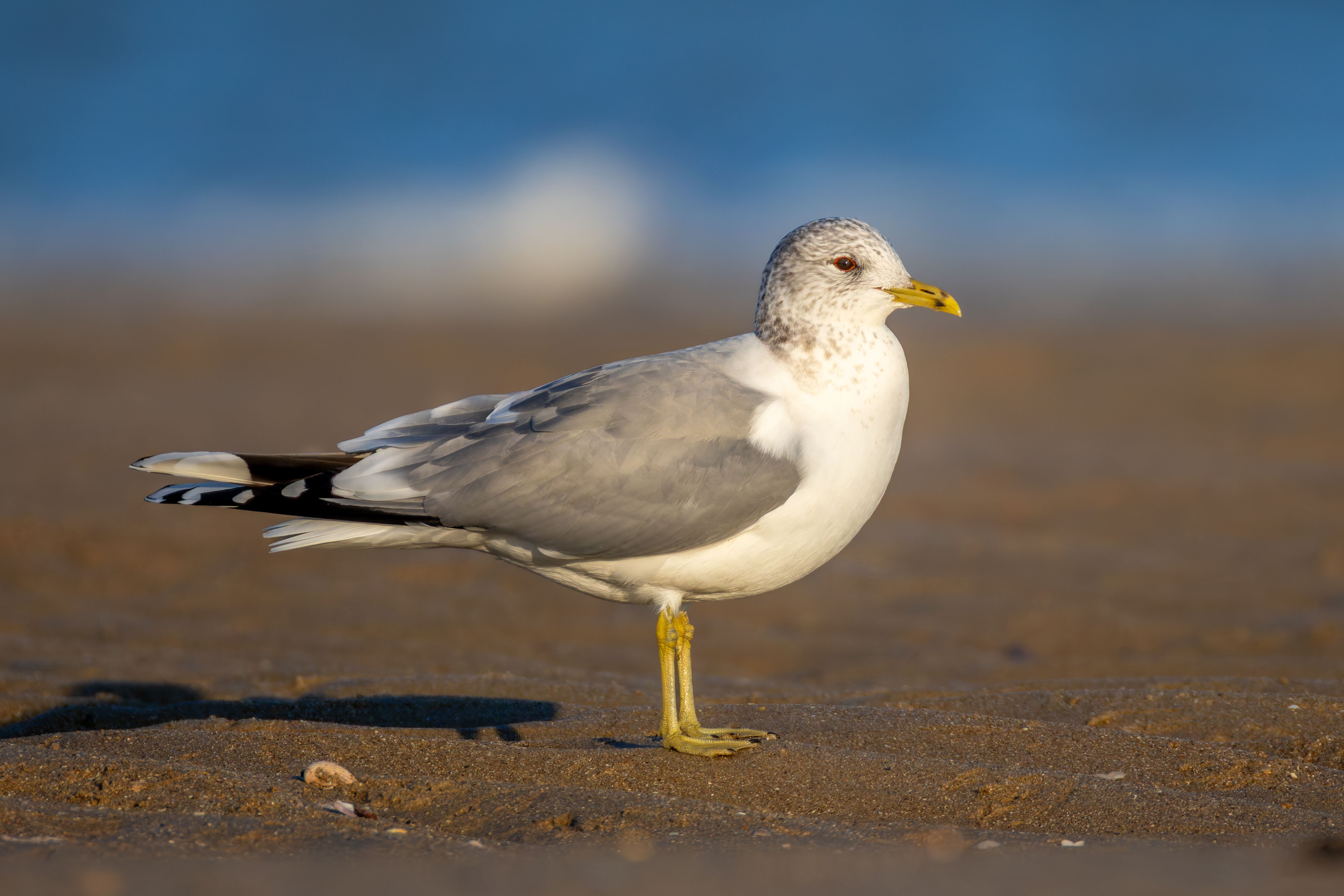 A common gull (Larus canus).