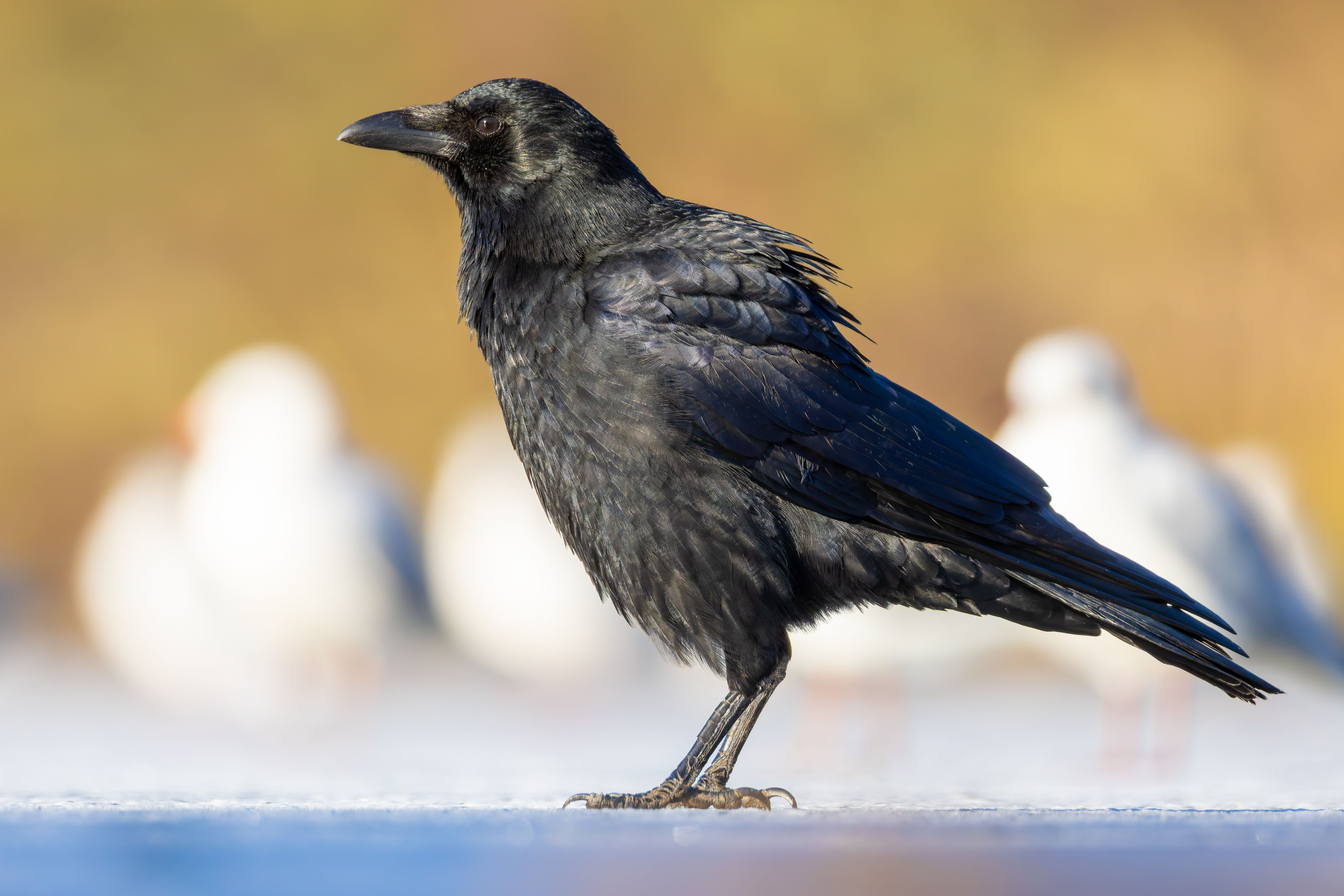 A carrion crow (Corvus corone).