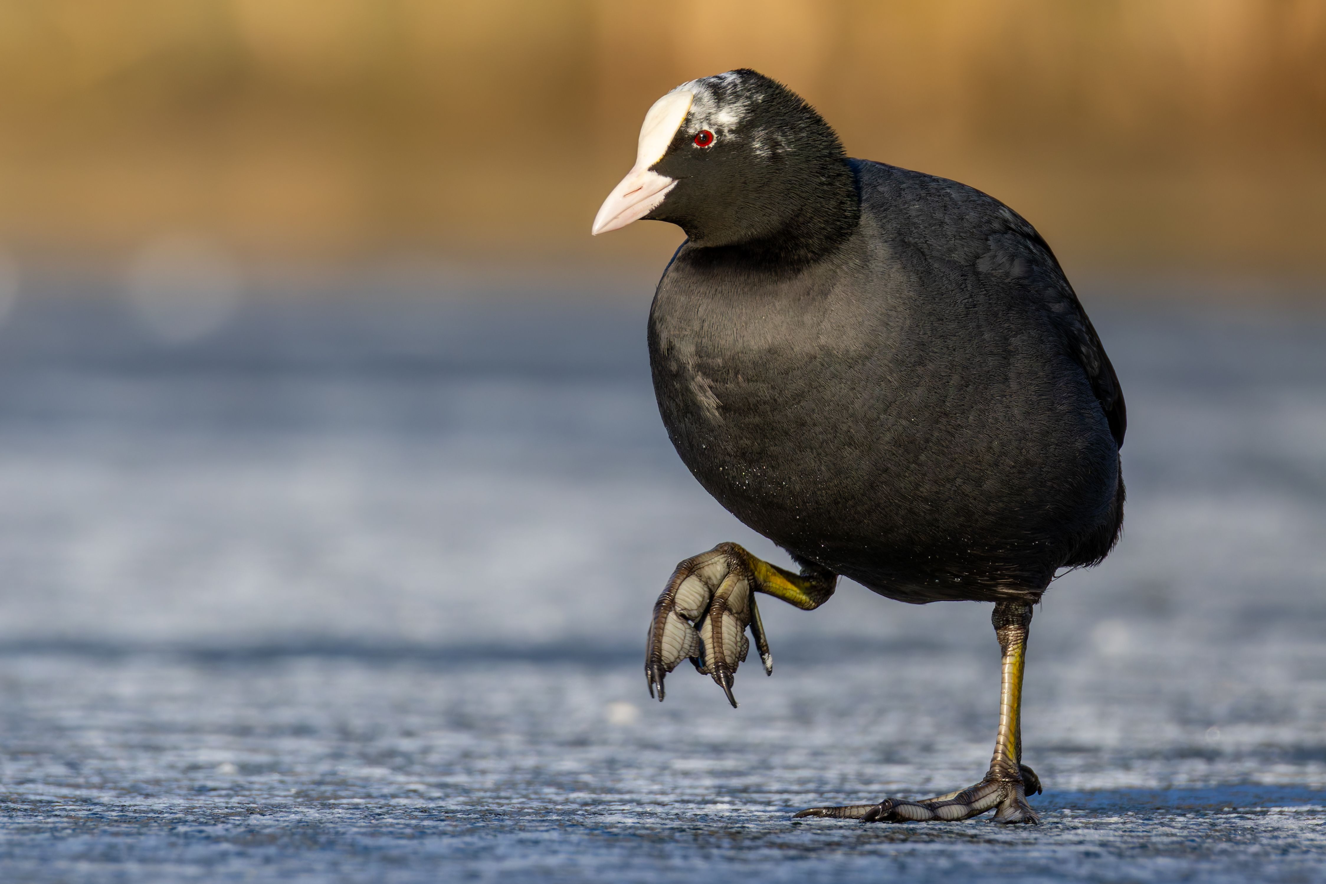 An Eurasian coot (Fulica atra) walking on ice.