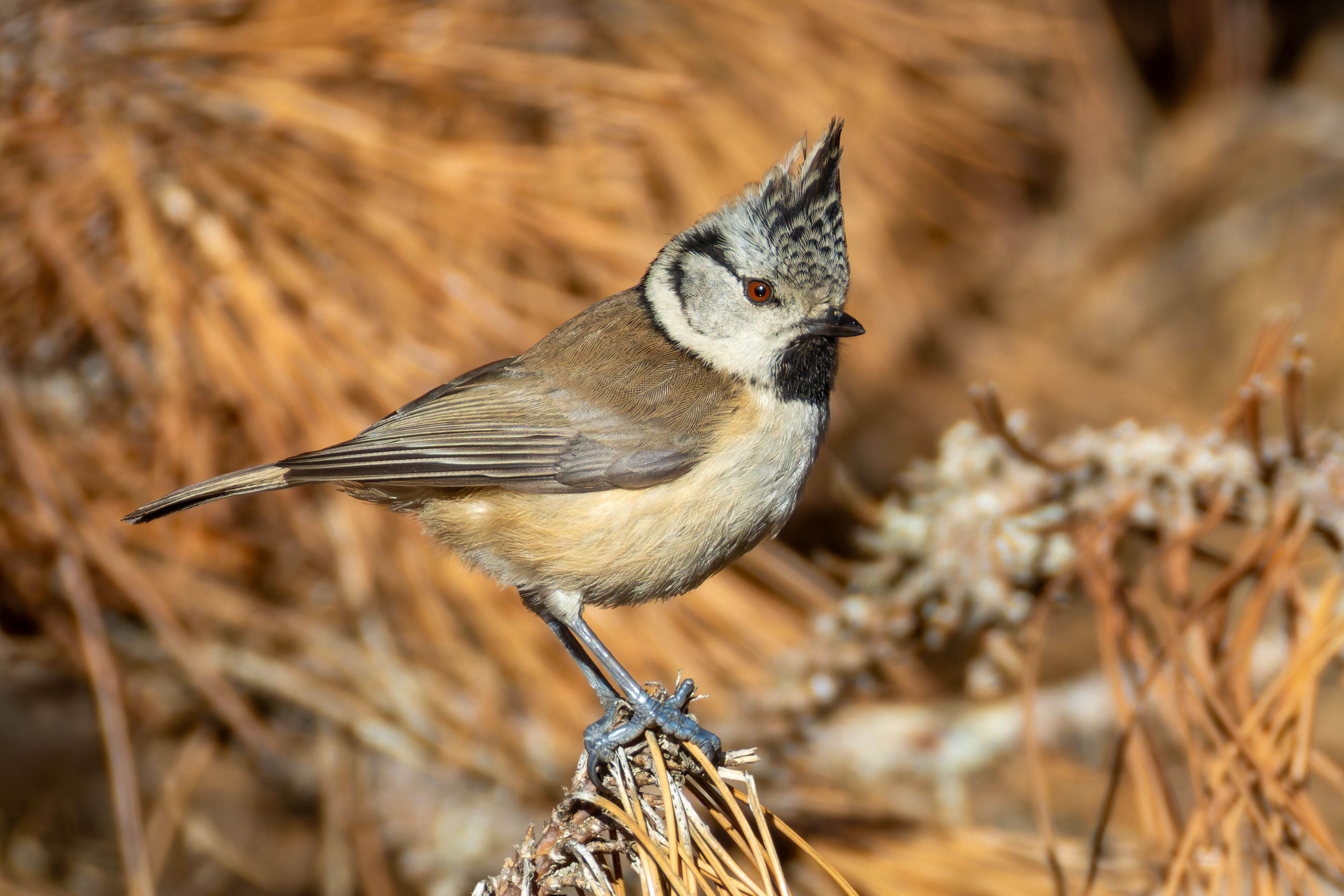 A crested tit (Lophophanes cristatus).