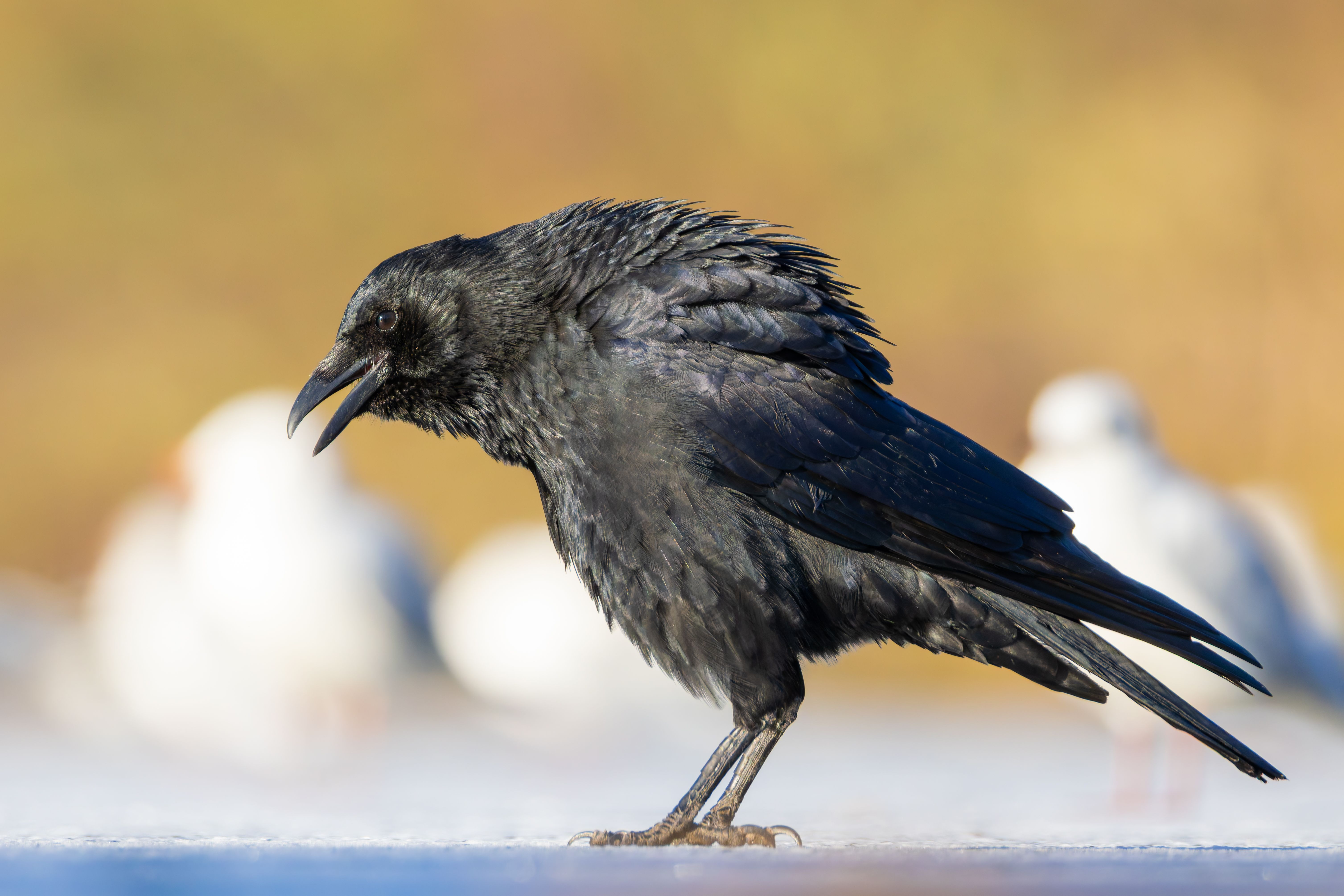 A carrion crow (Corvus corone) vocalizing.