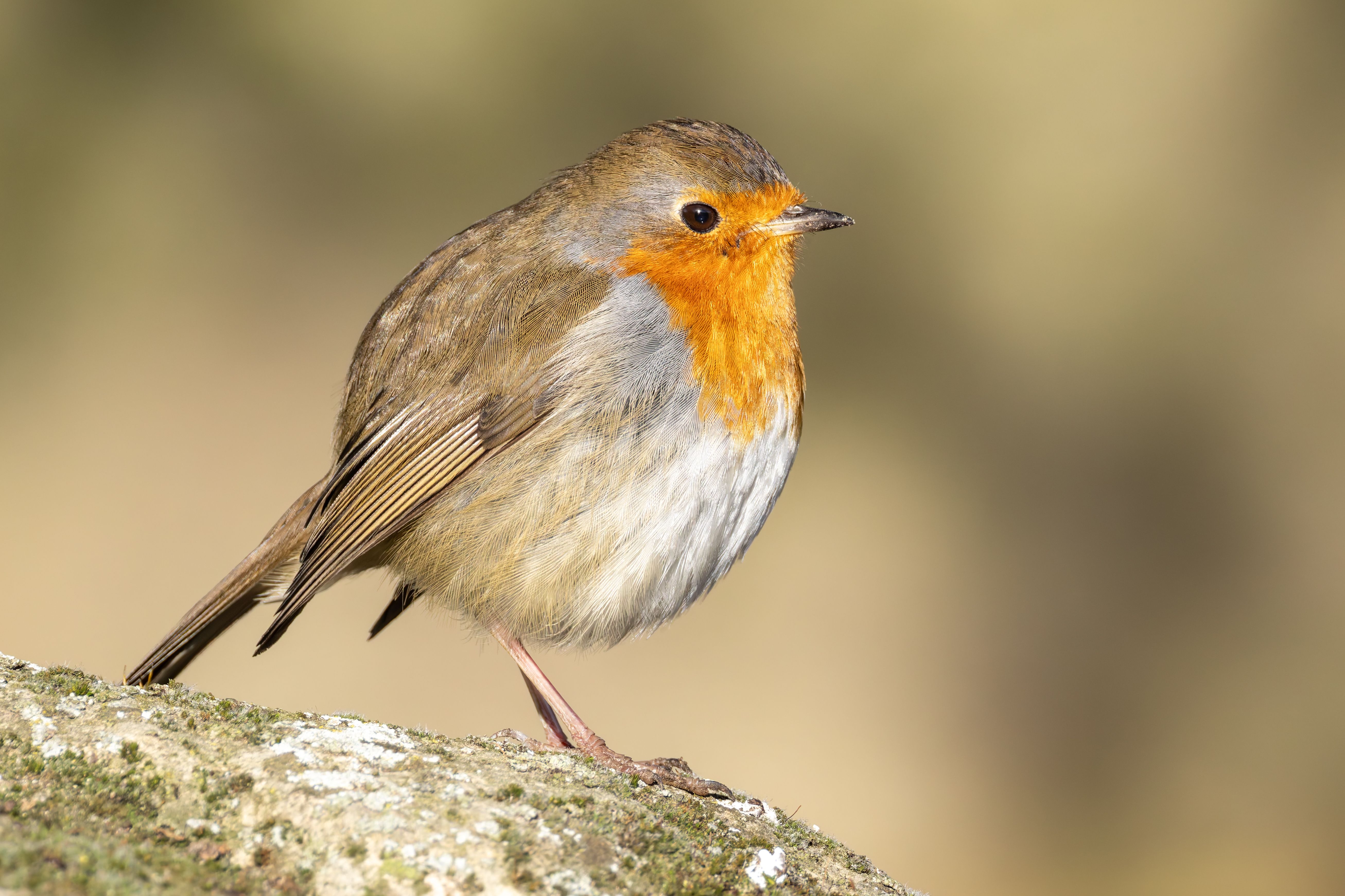 An European robin (Erithacus rubecula) on a rock.
