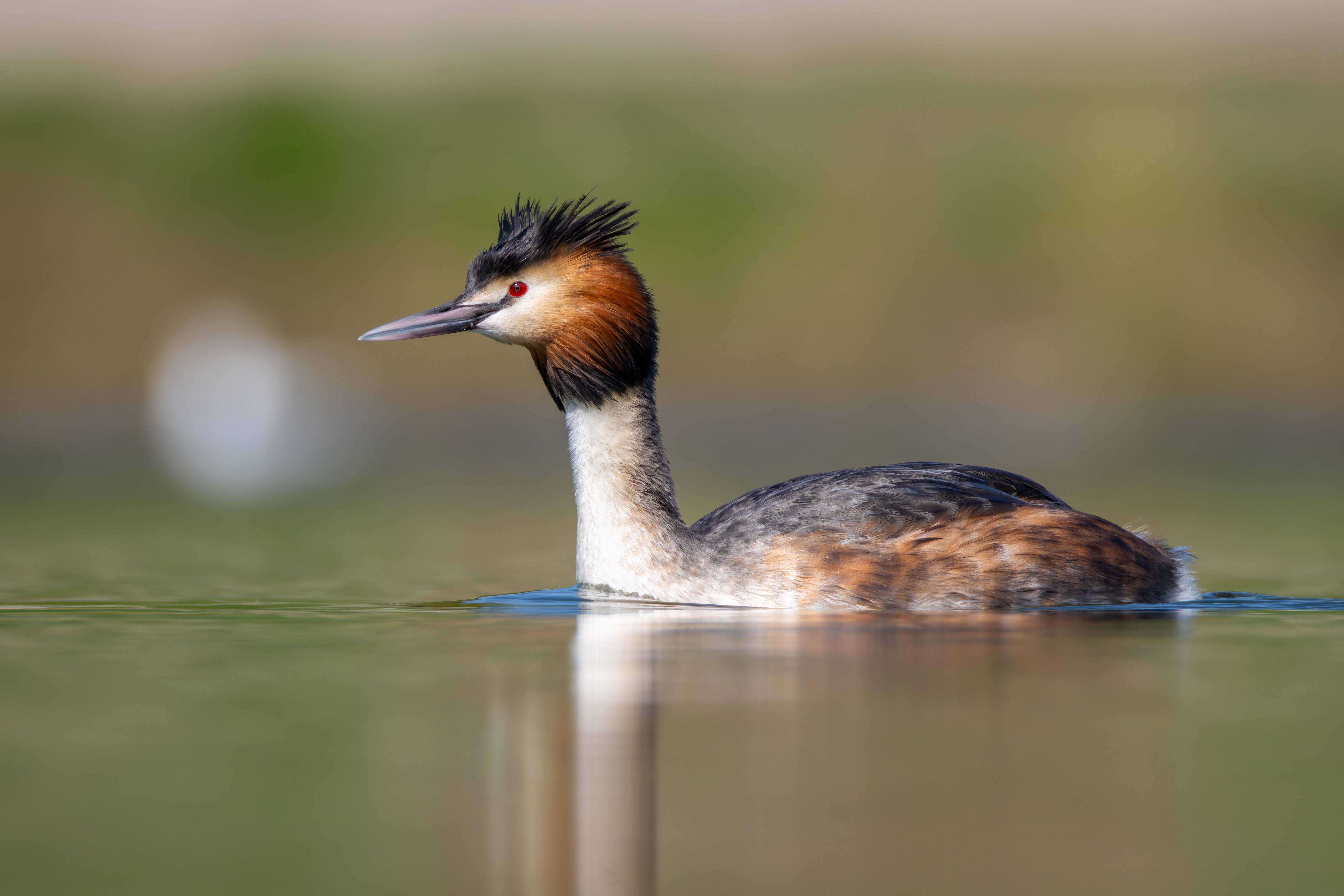 A great crested grebe (Podiceps cristatus) swimming.