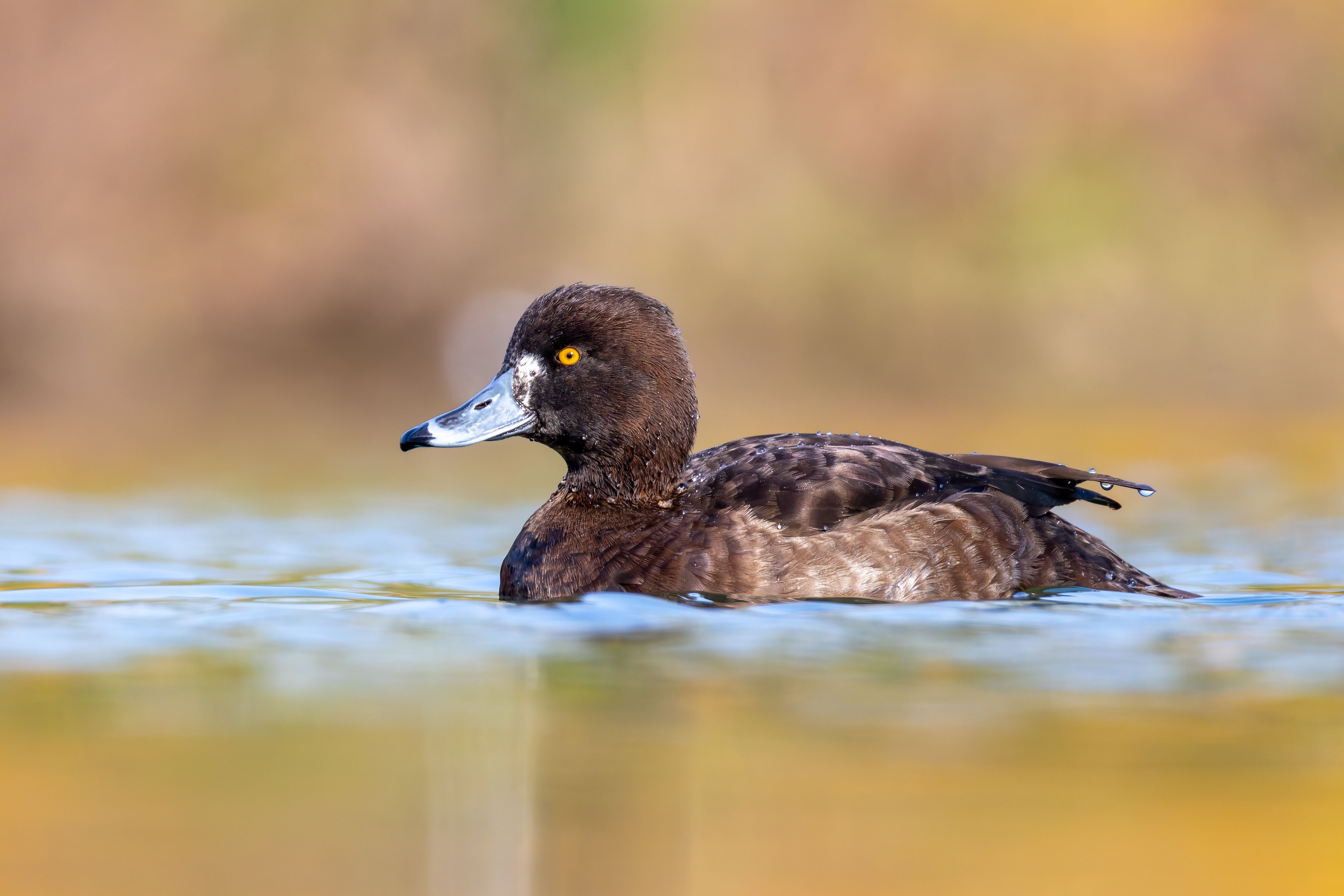 A female tufted duck (Aythya fuligula) swimming.