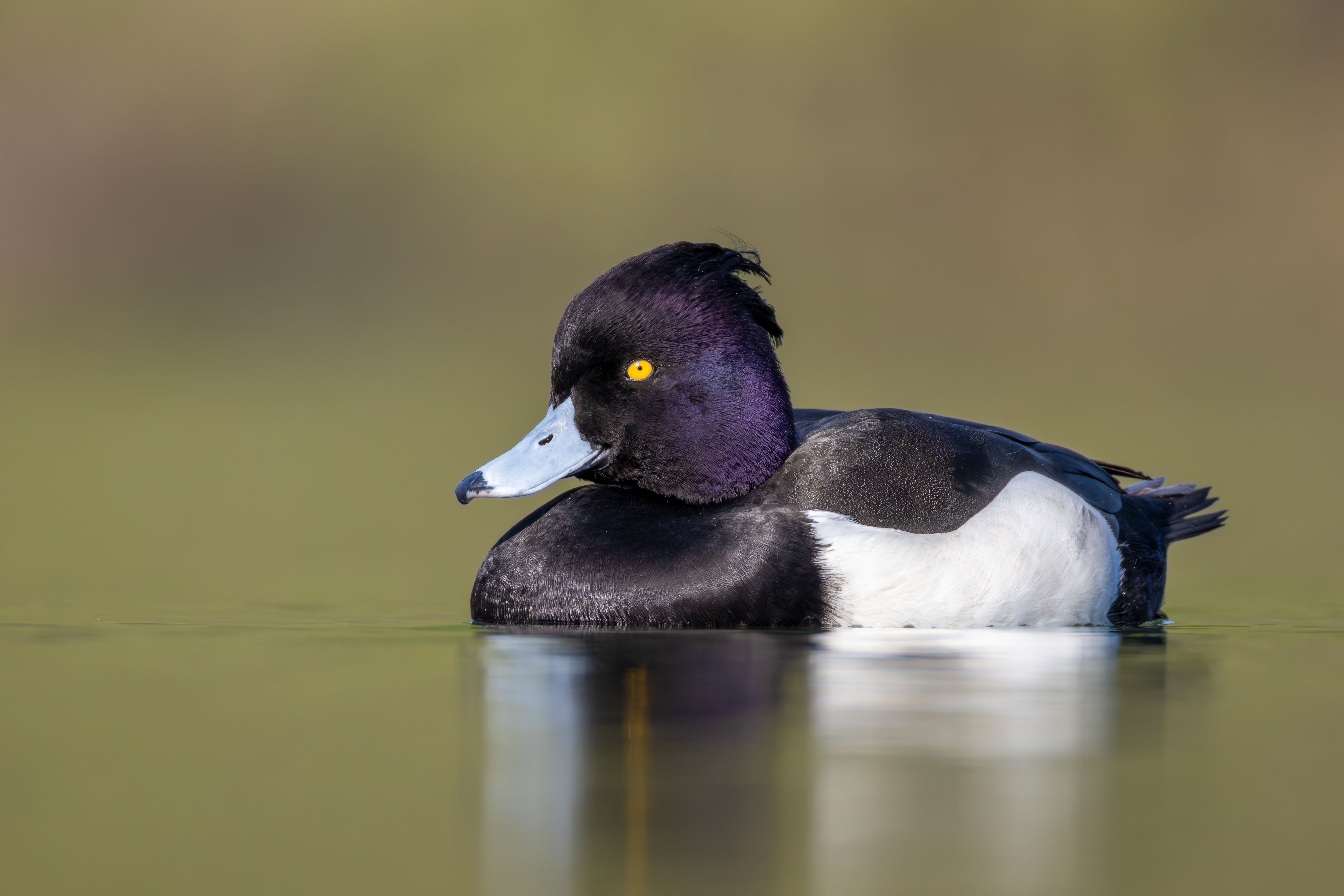 A male tufted duck (Aythya fuligula) swimming.