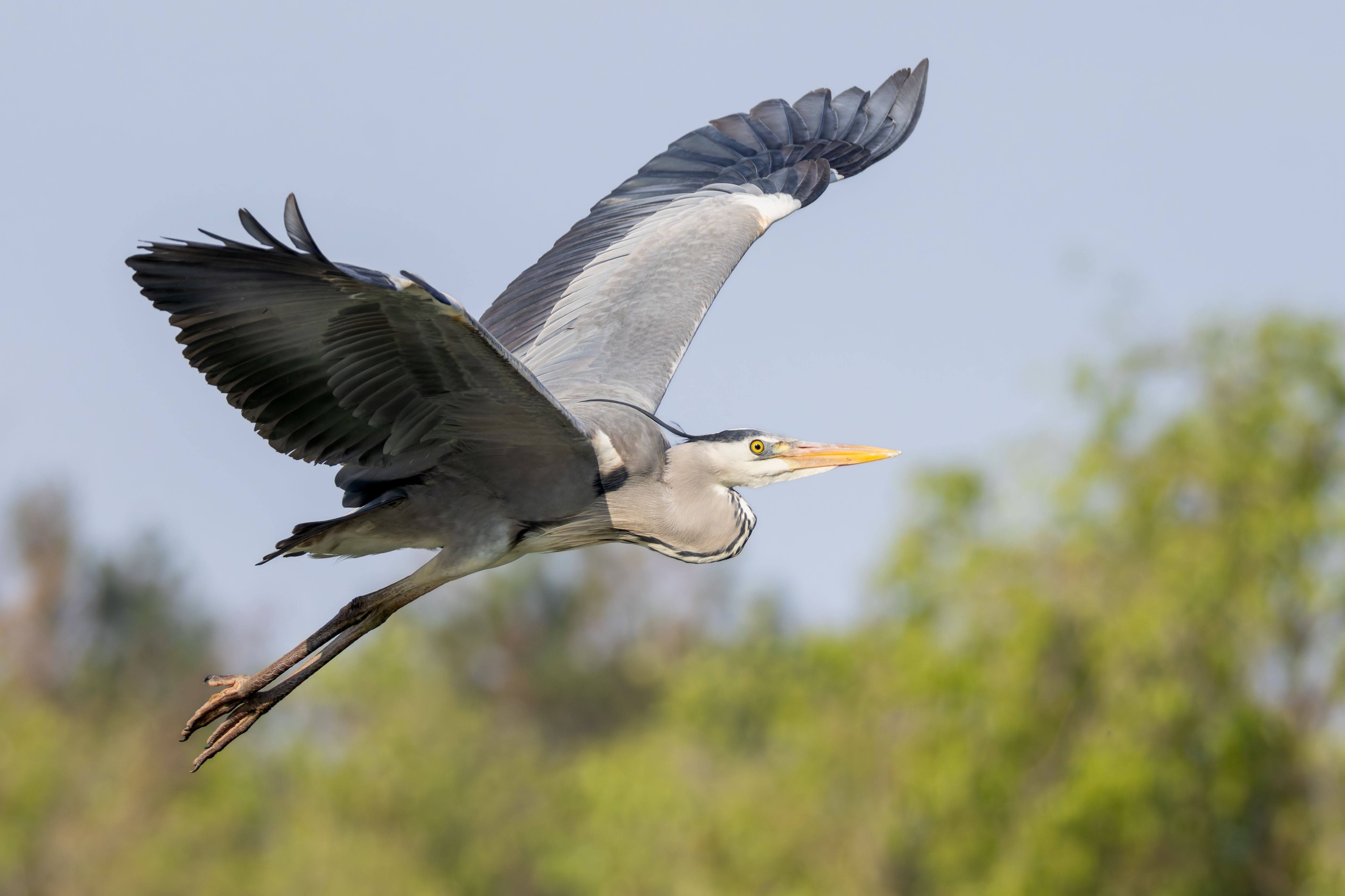 A grey heron (Ardea cinerea) in flight.