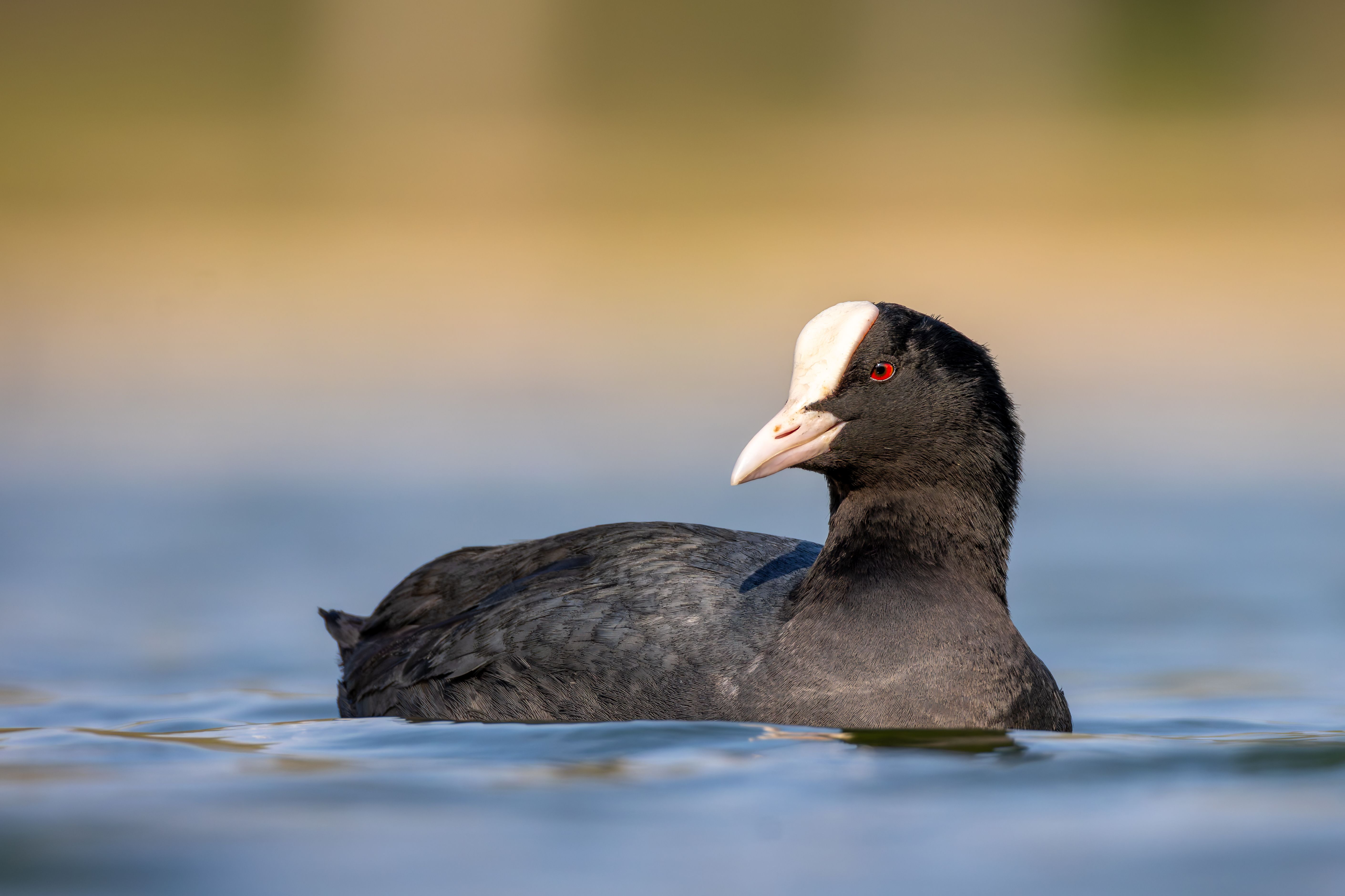 An Eurasian coot (Fulica atra) swimming.