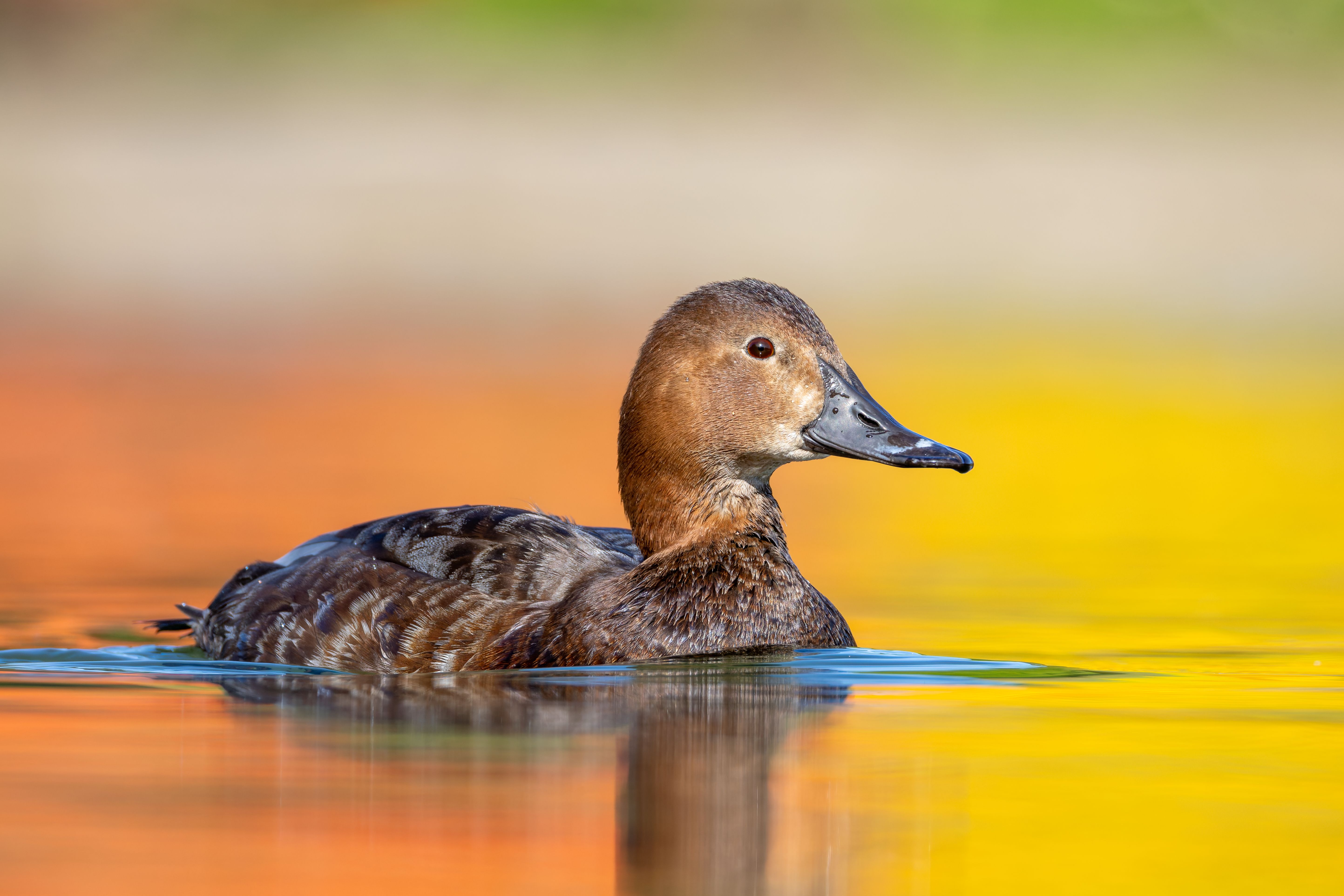 A female common pochard (Aythya ferina) swimming.