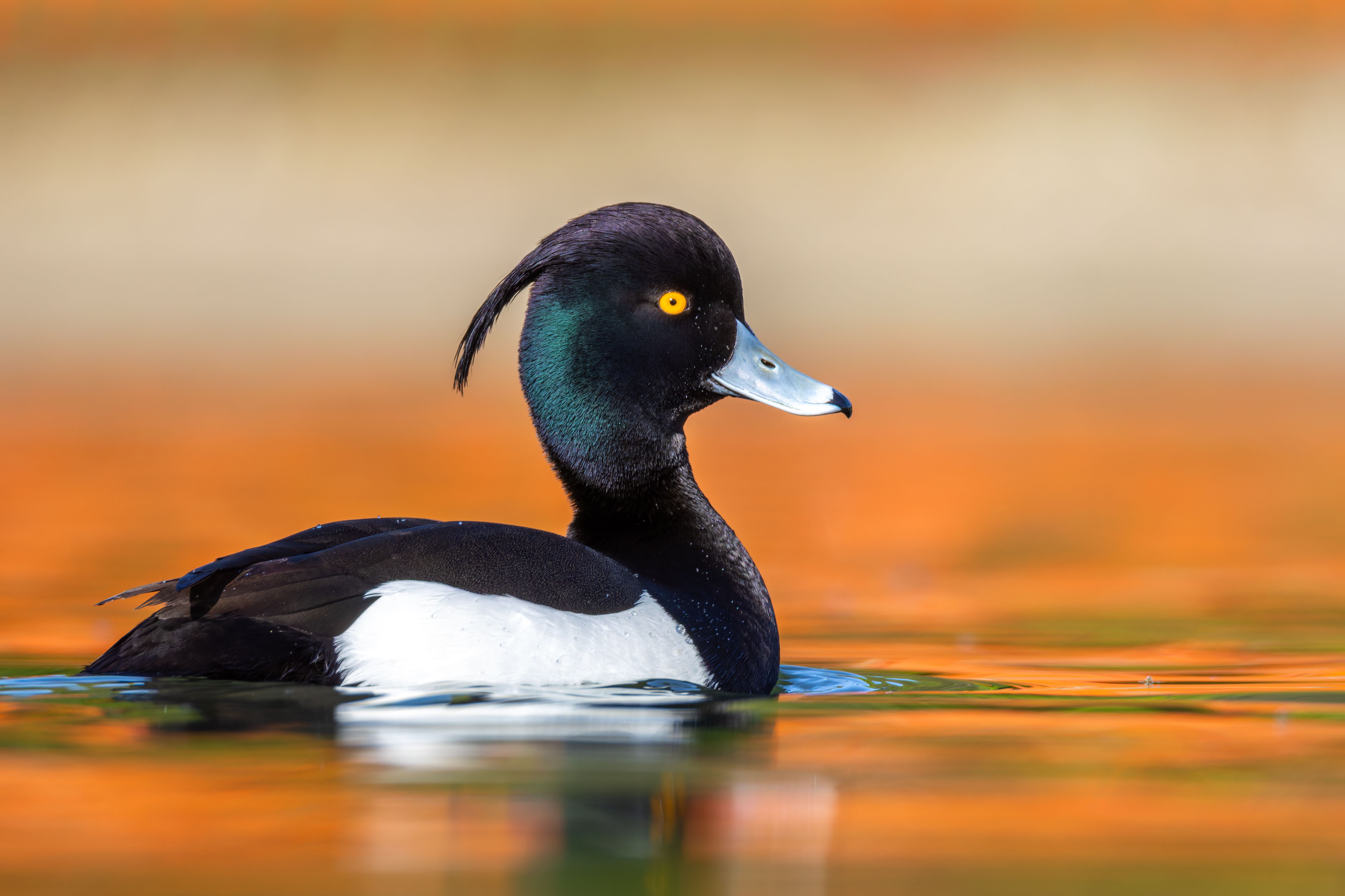 A male tufted duck (Aythya fuligula) swimming.