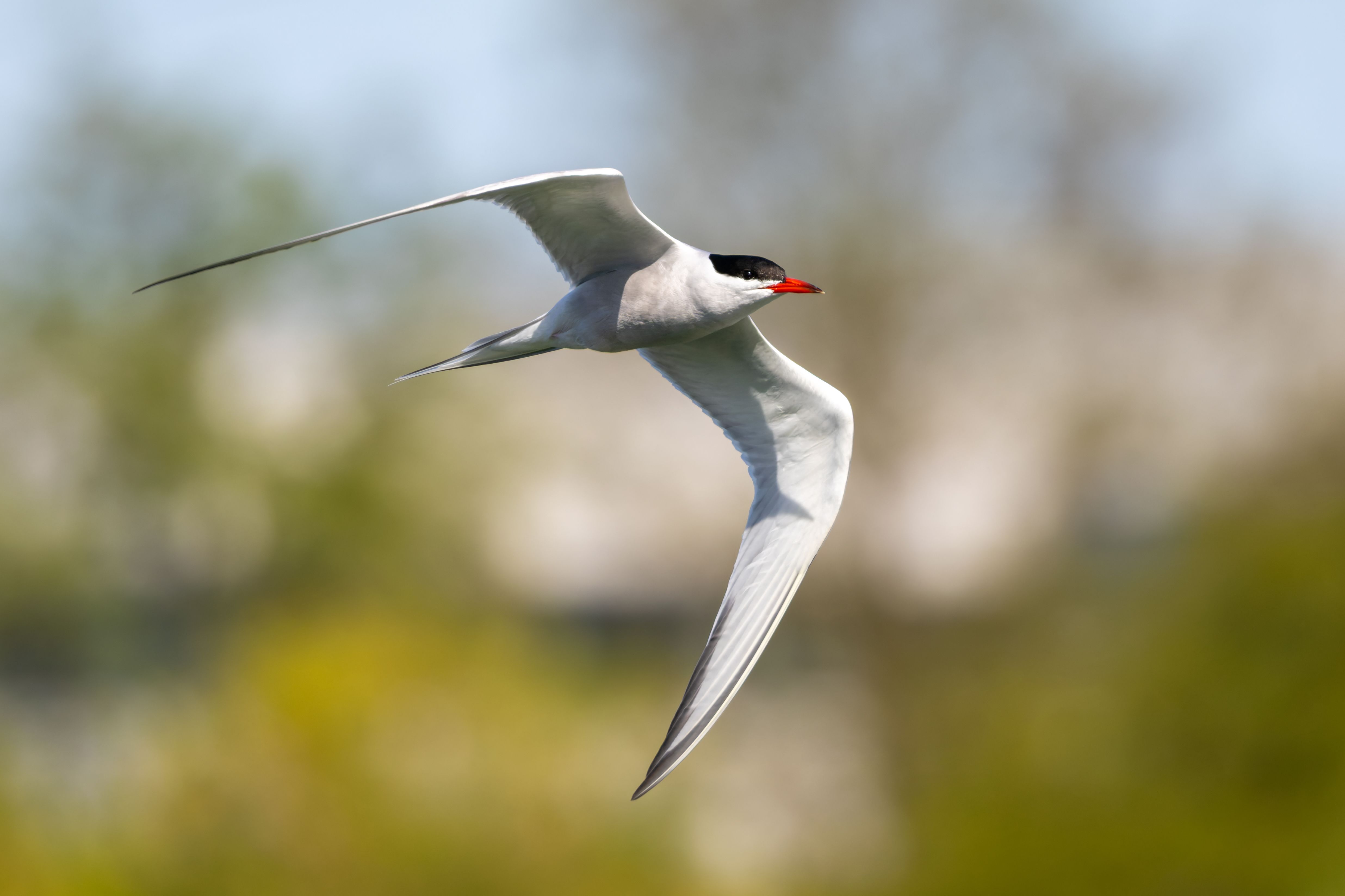A common tern (Sterna hirundo) in flight.