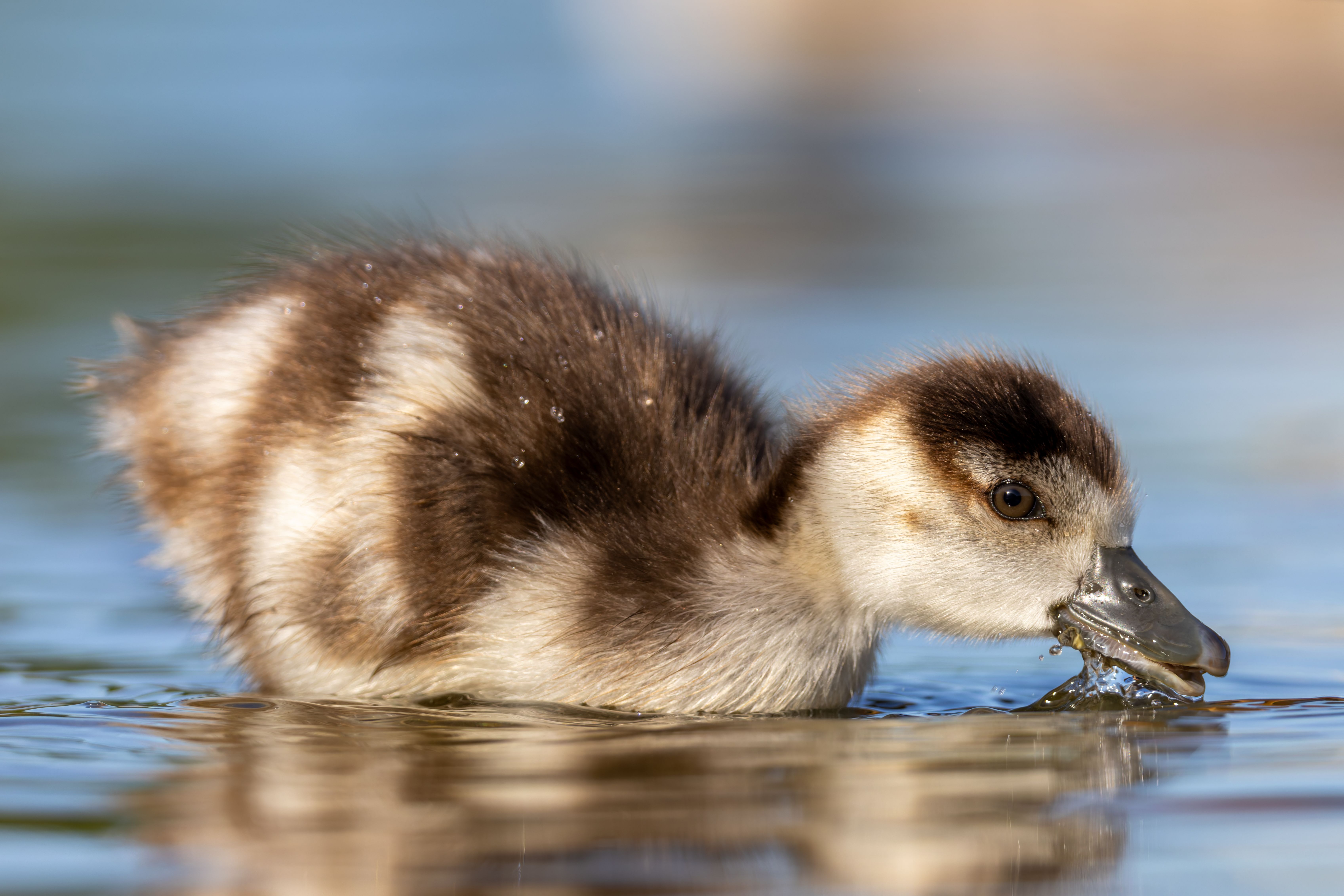 A juvenile Egyptian goose (Alopochen aegyptiaca) foraging.