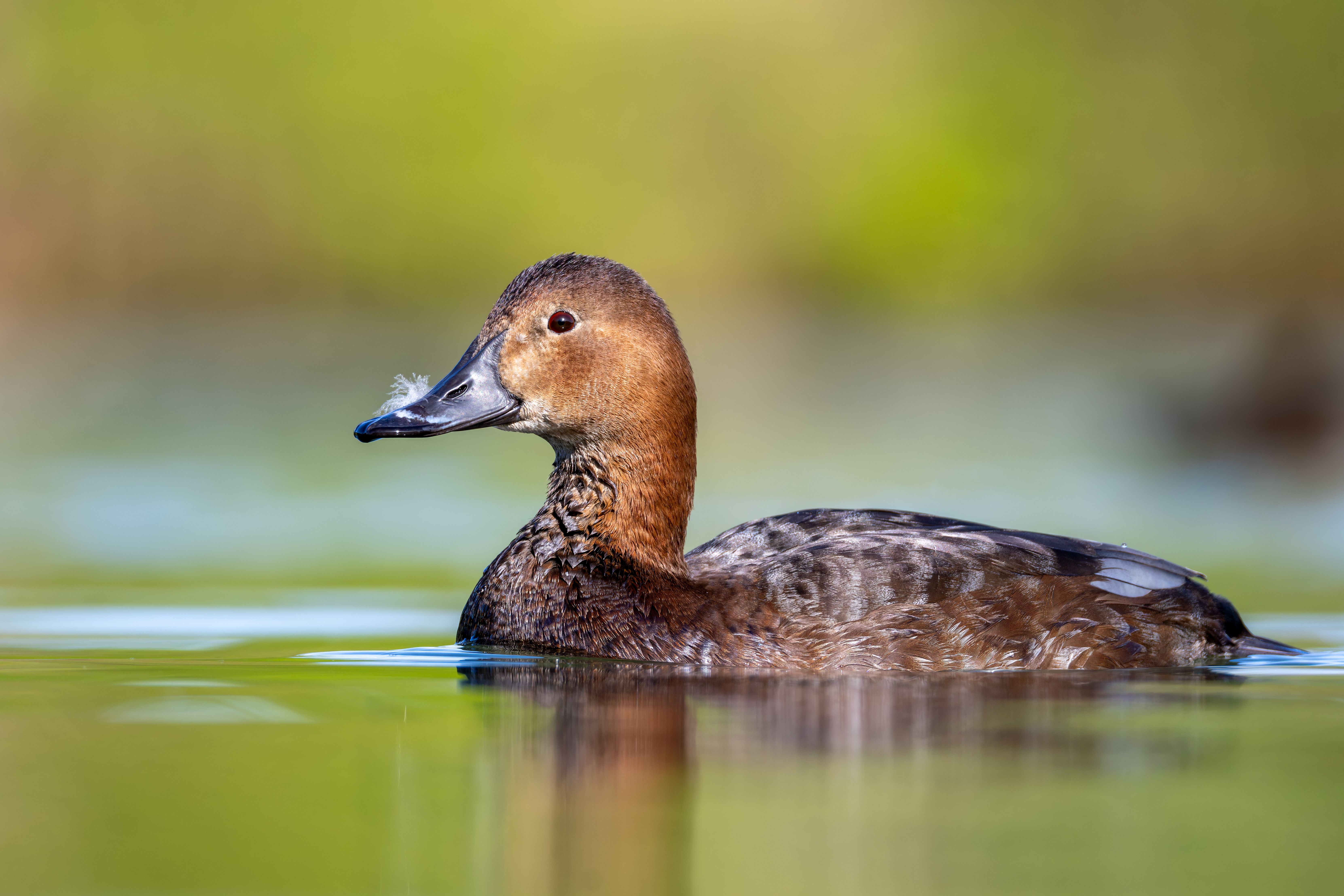 A female common pochard (Aythya ferina) swimming.