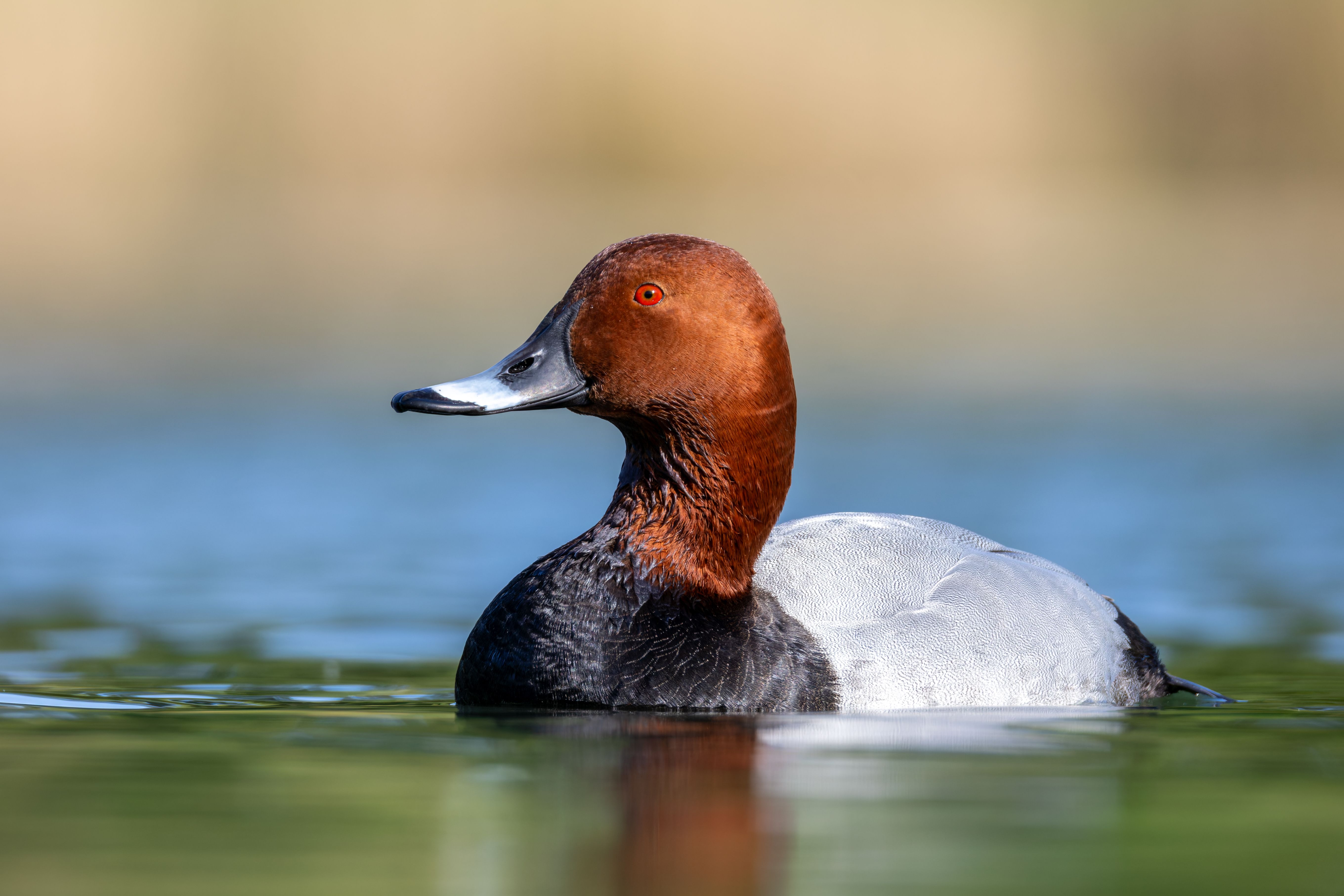 A male common pochard (Aythya ferina) swimming.