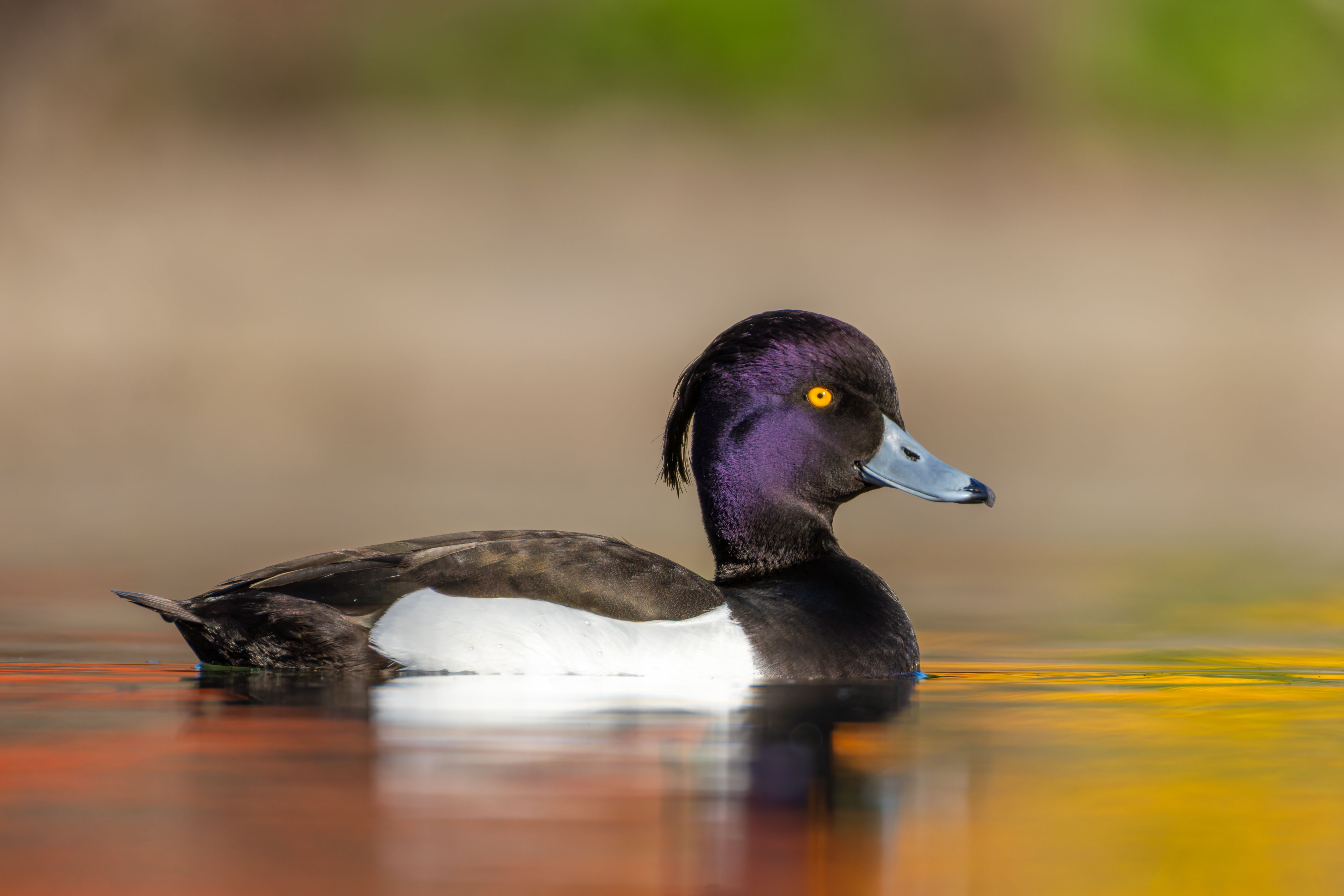A male tufted duck (Aythya fuligula) swimming.