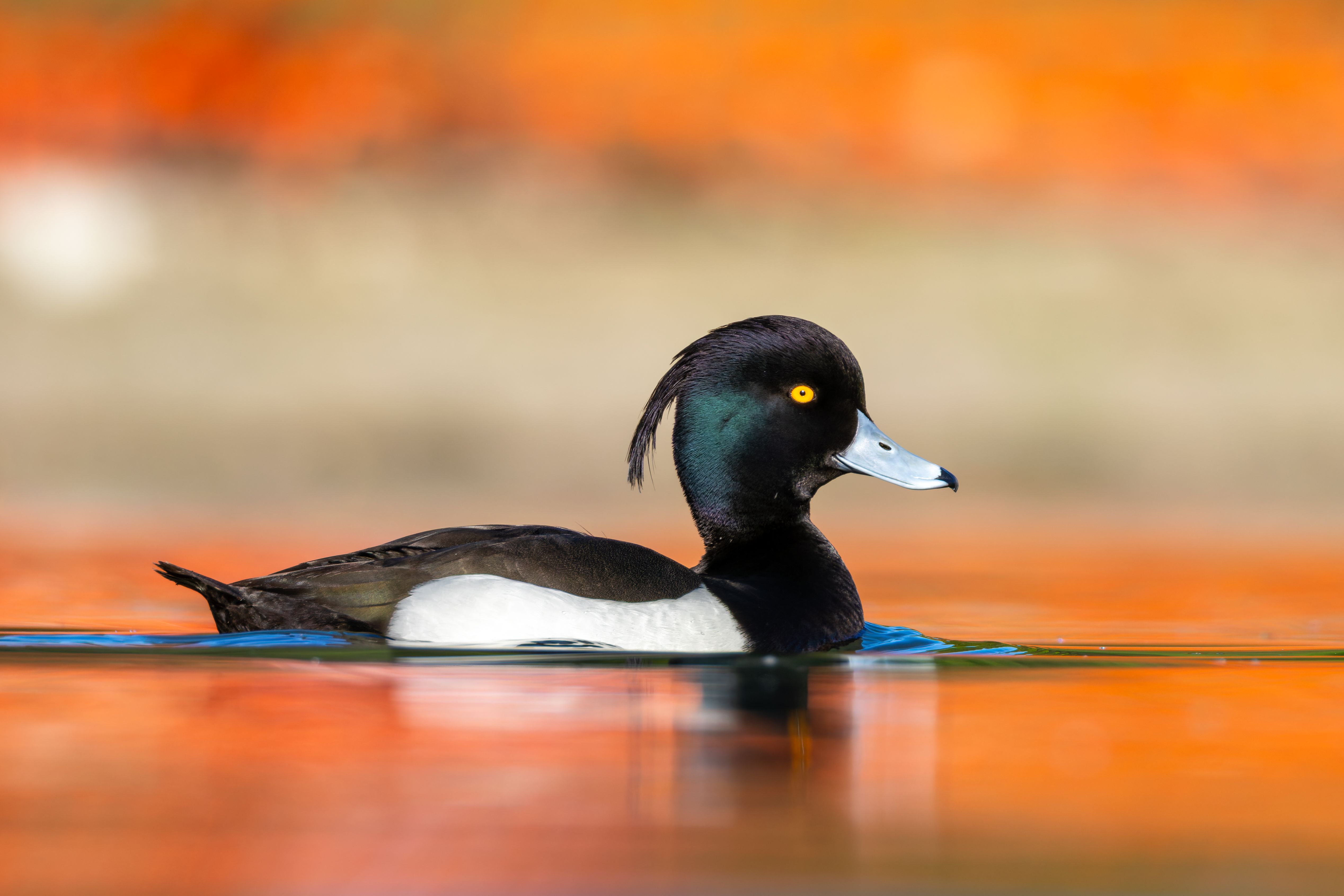 A male tufted duck (Aythya fuligula) swimming.