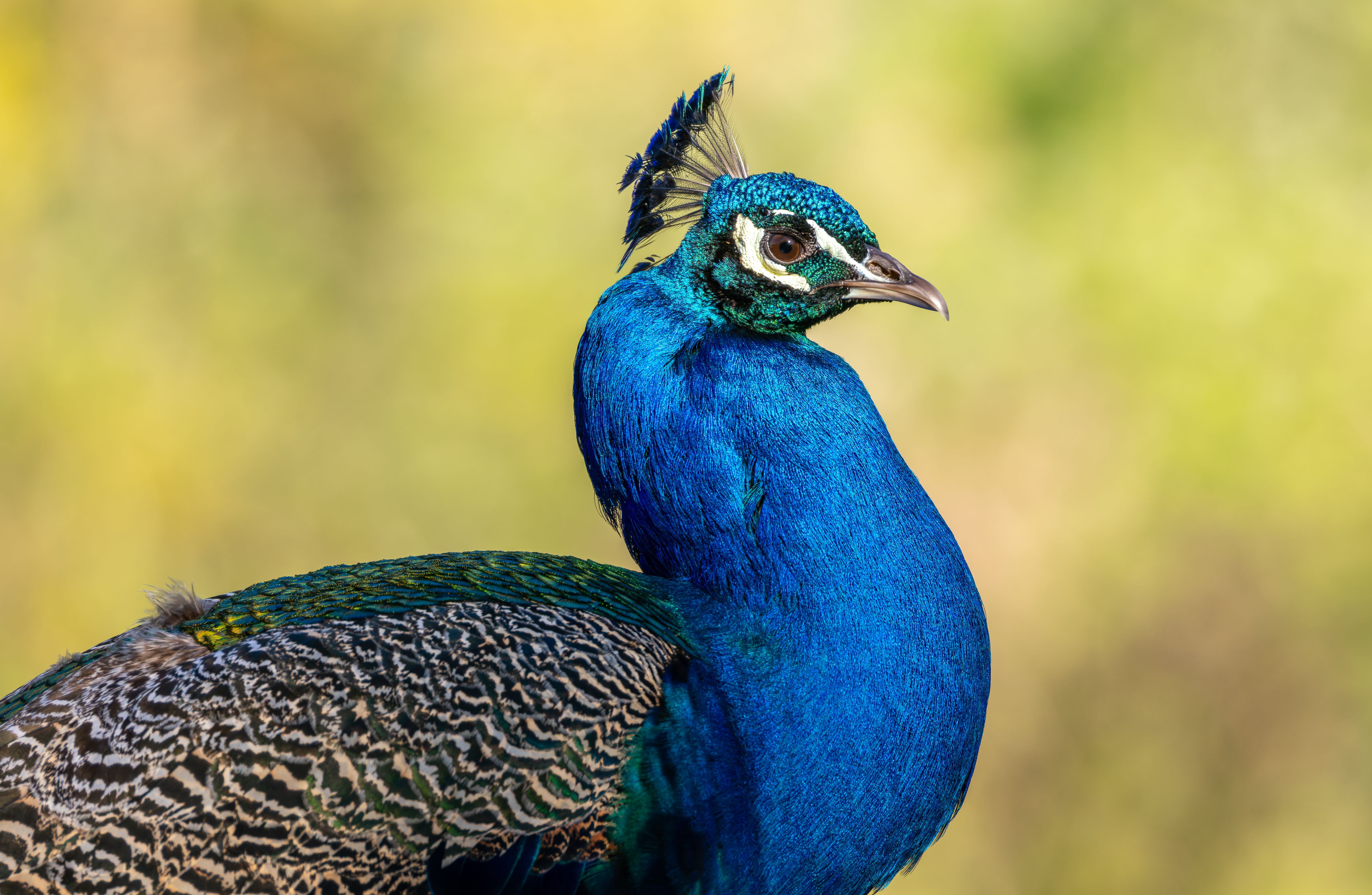 An Indian peafowl (Pavo cristatus).