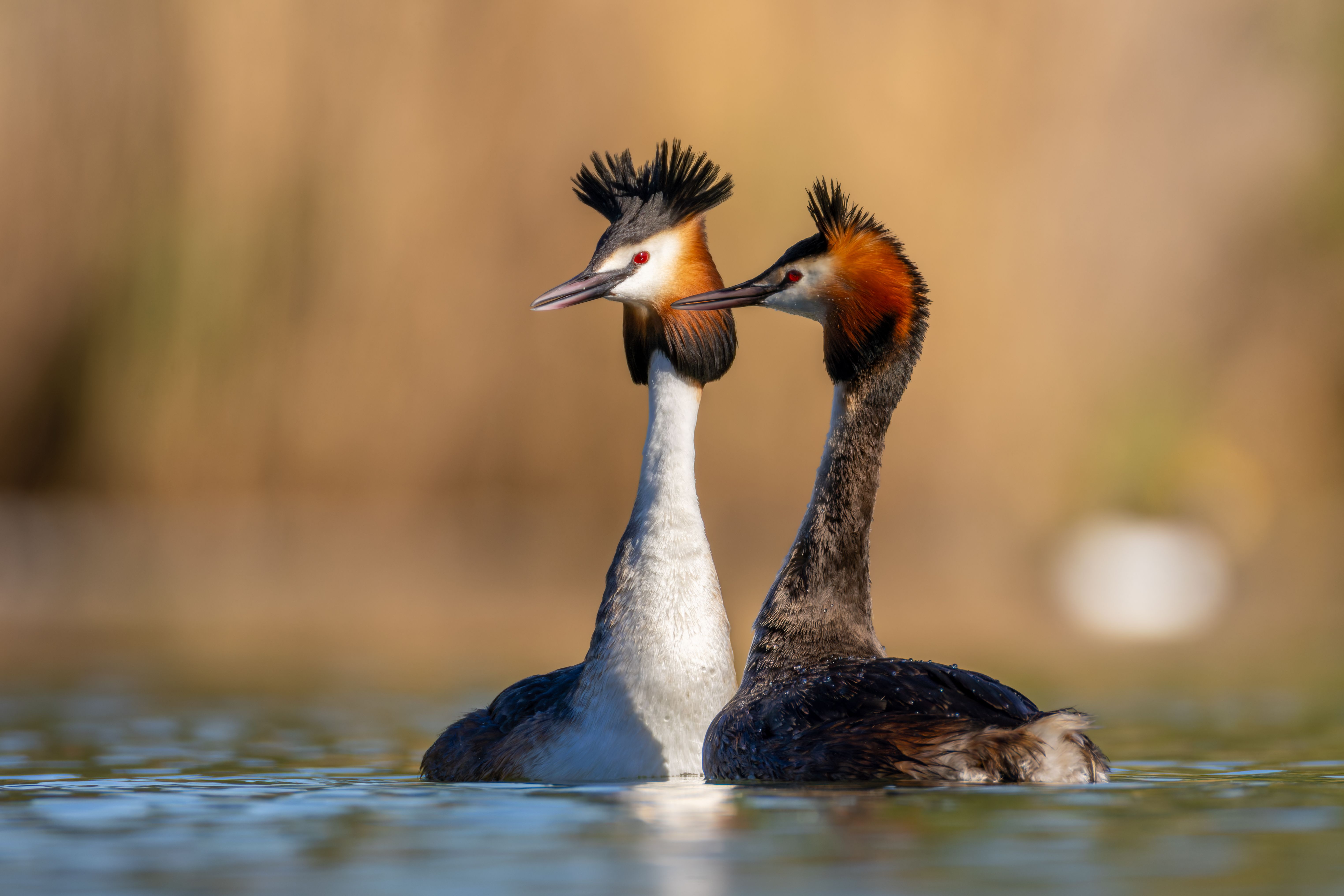 A great crested grebe (Podiceps cristatus) courtship display.