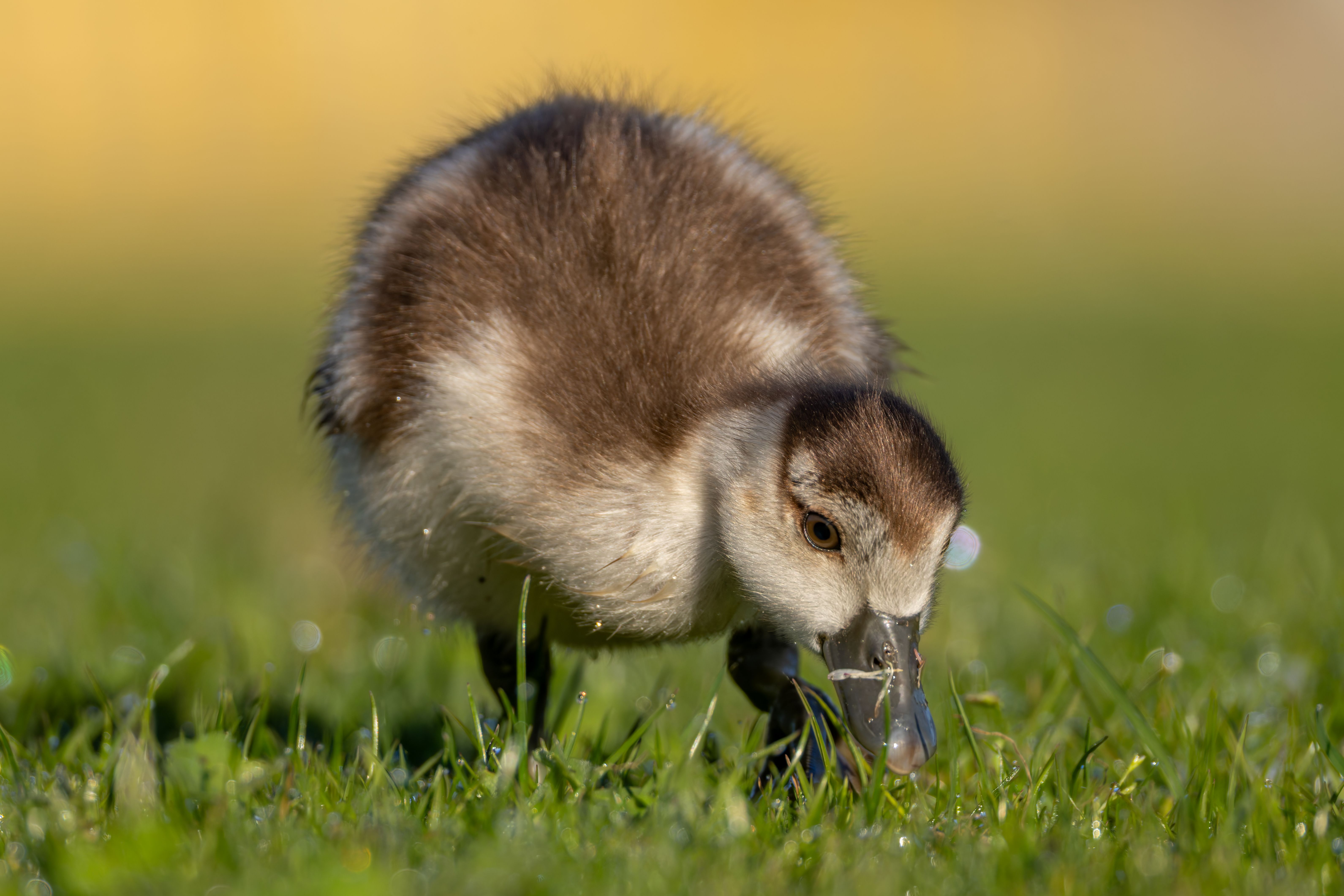 A juvenile Egyptian goose (Alopochen aegyptiaca).