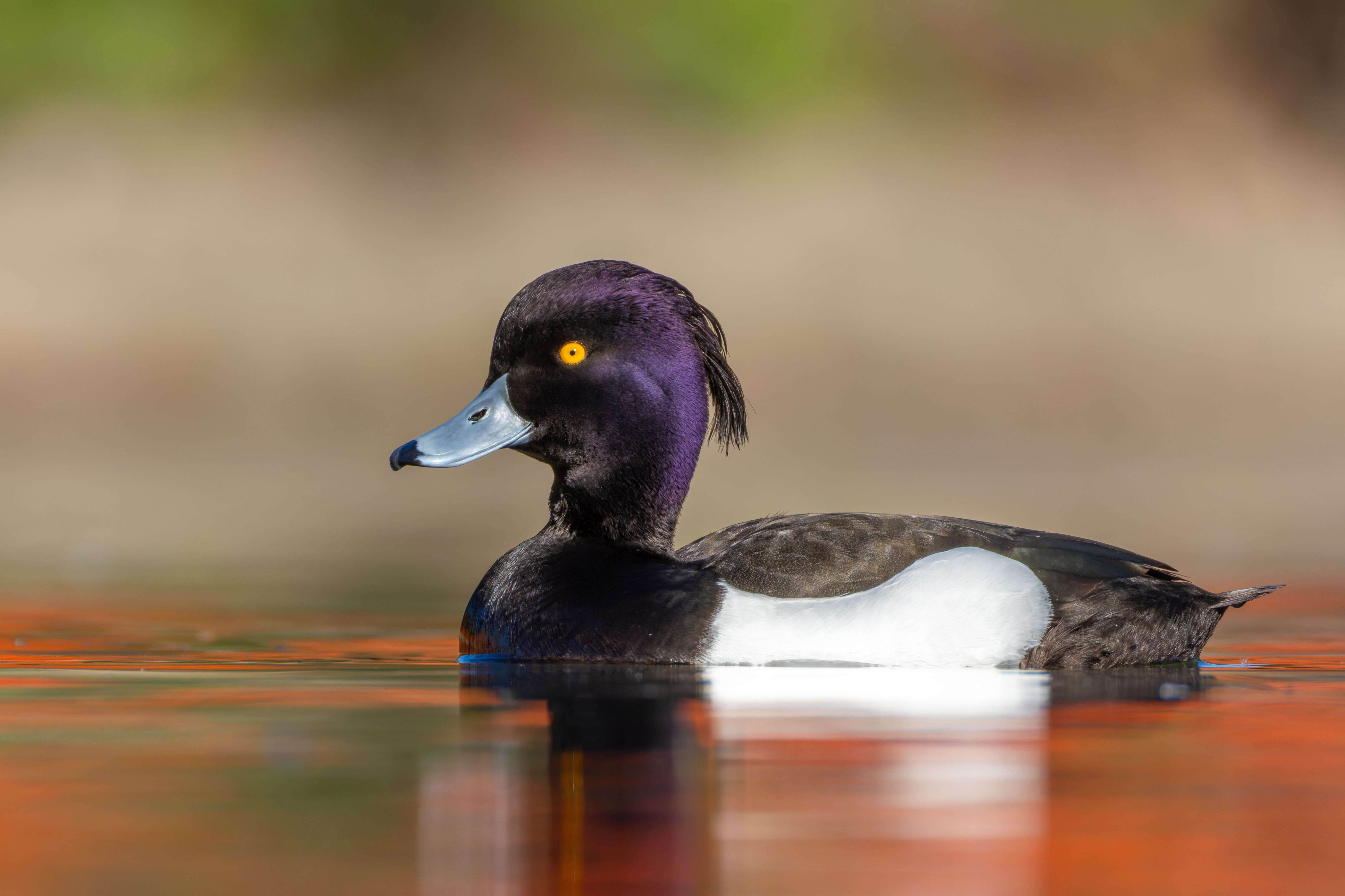 A male tufted duck (Aythya fuligula) swimming.
