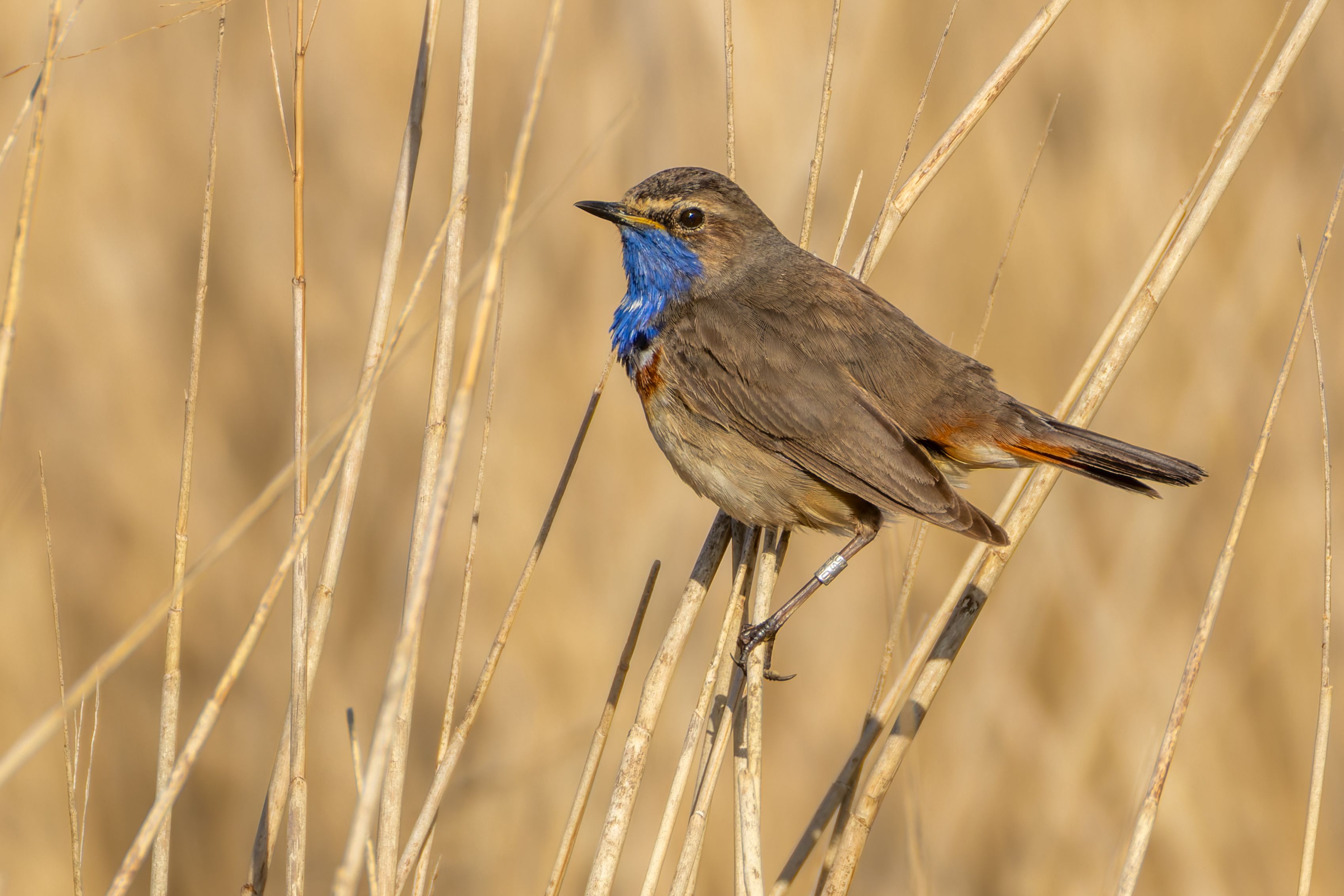 A male bluethroat (Luscinia svecica).