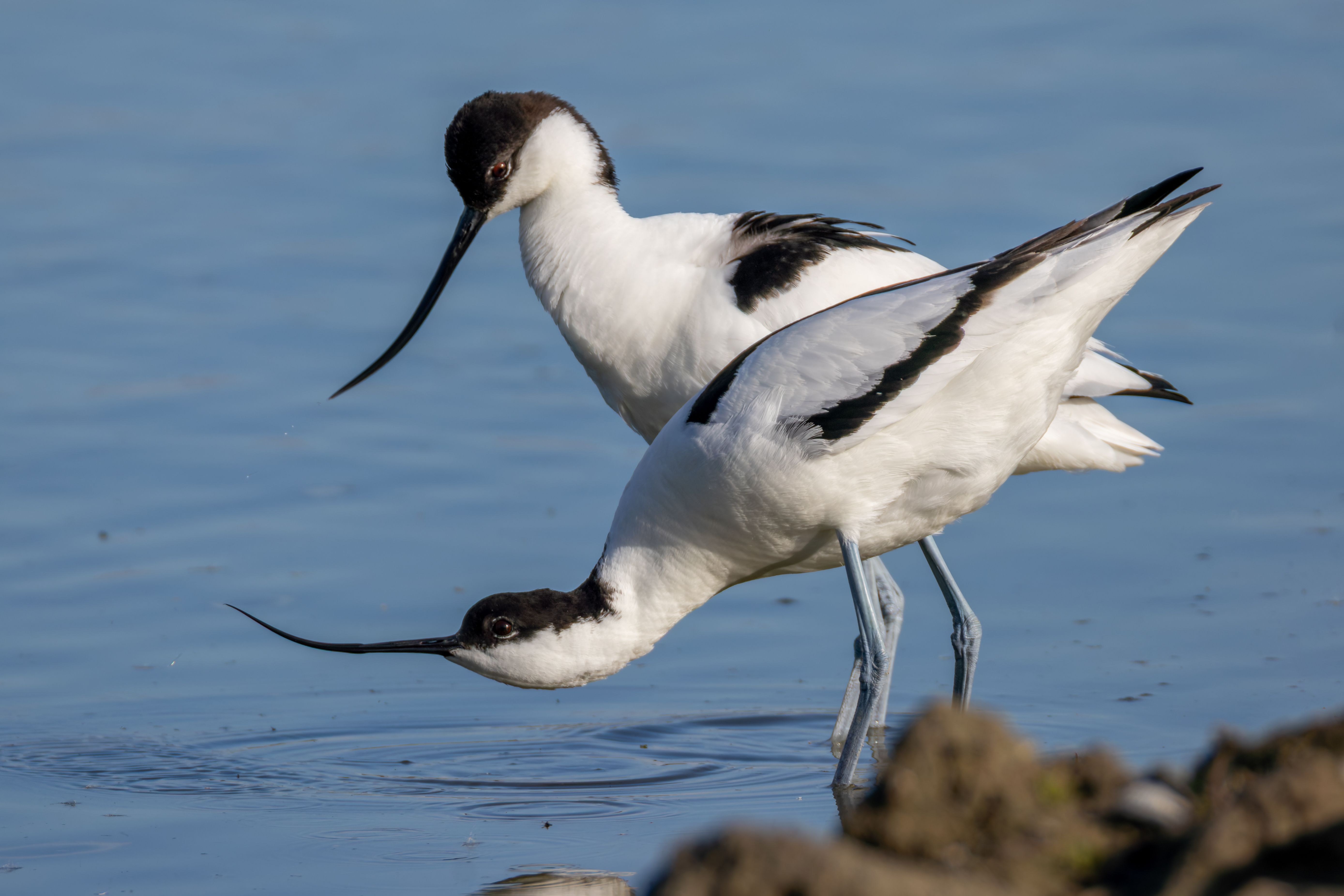 Pied avocets (Recurvirostra avosetta) mating.