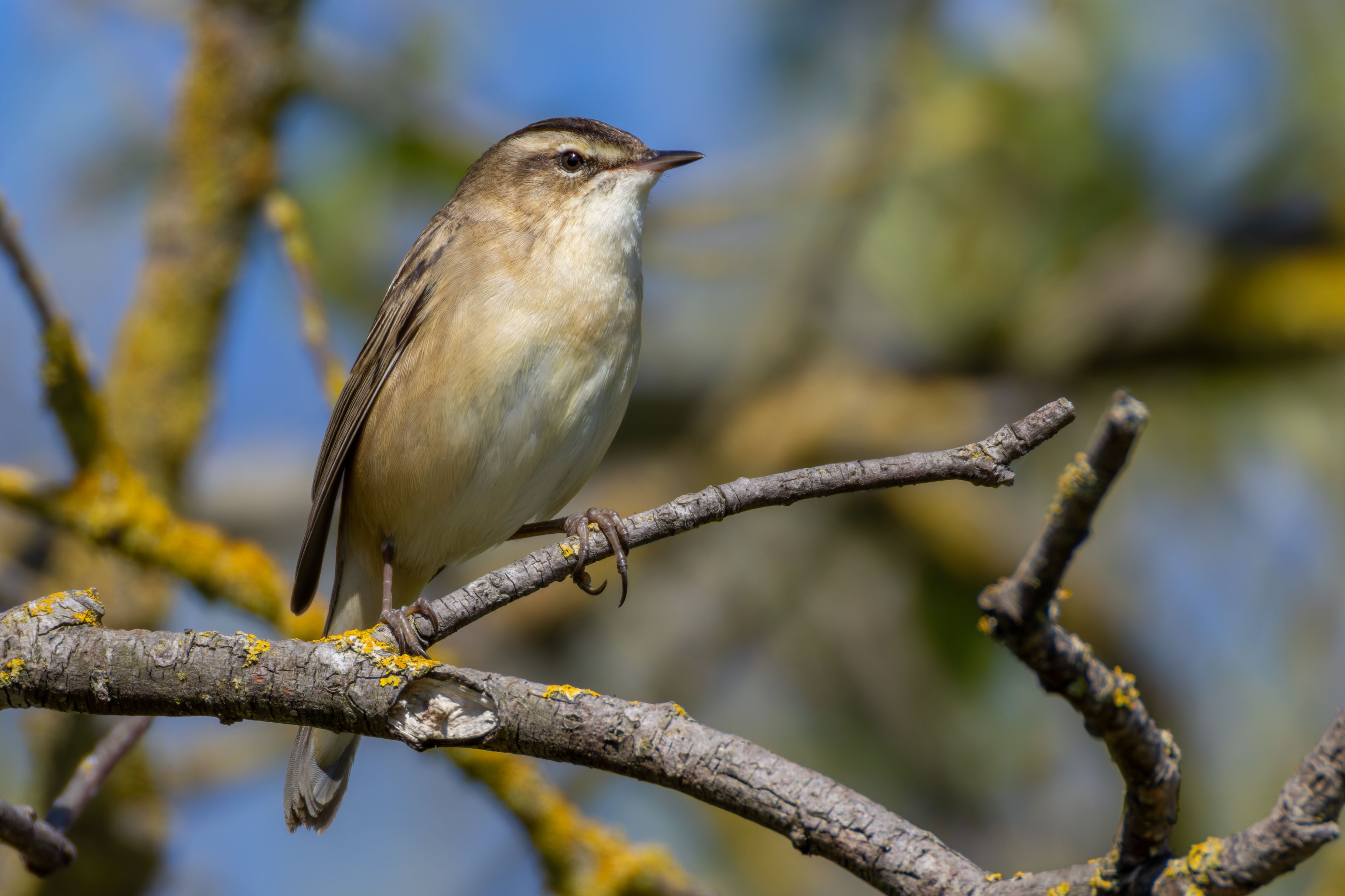 A sedge warbler (Acrocephalus schoenobaenus).