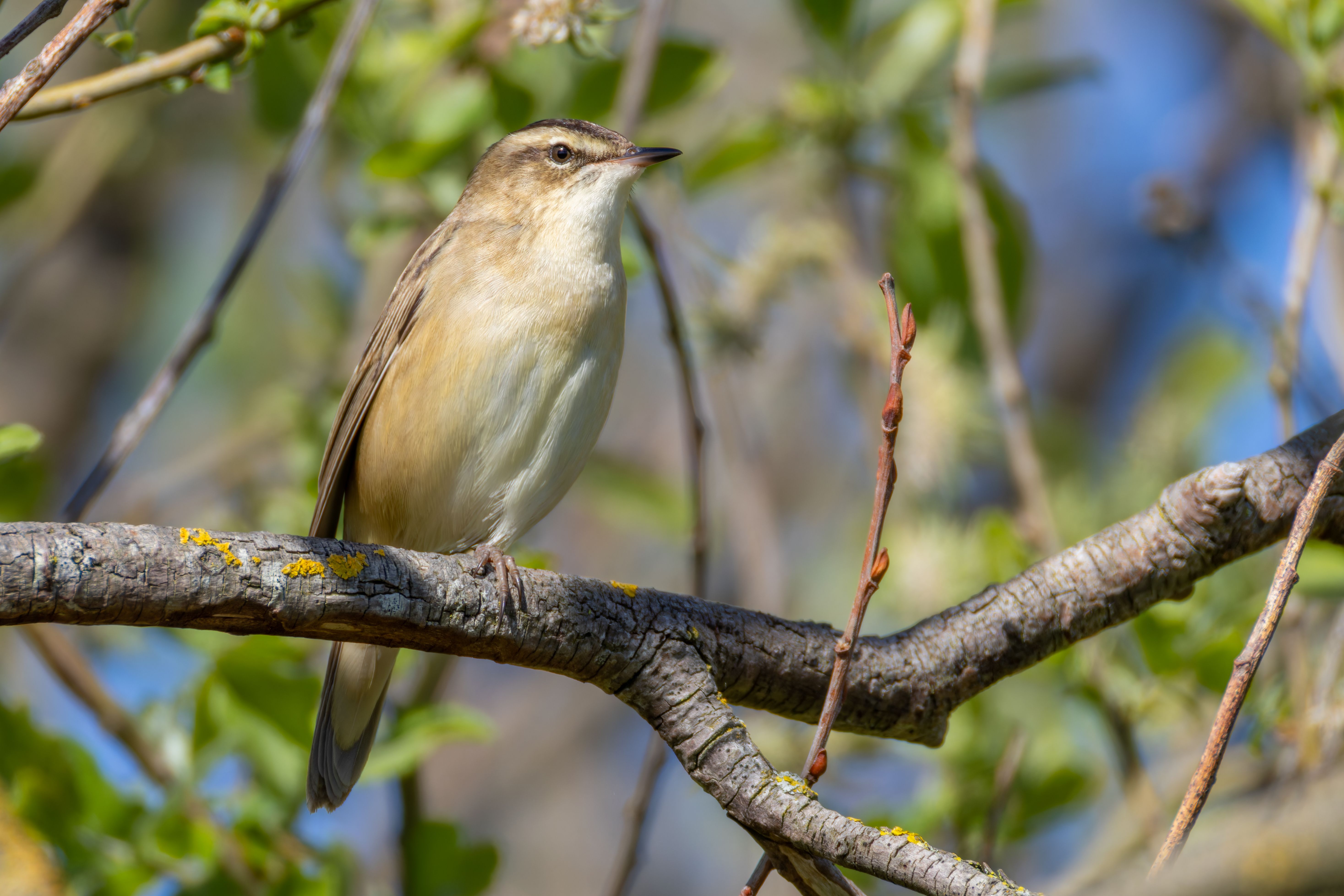 A sedge warbler (Acrocephalus schoenobaenus).