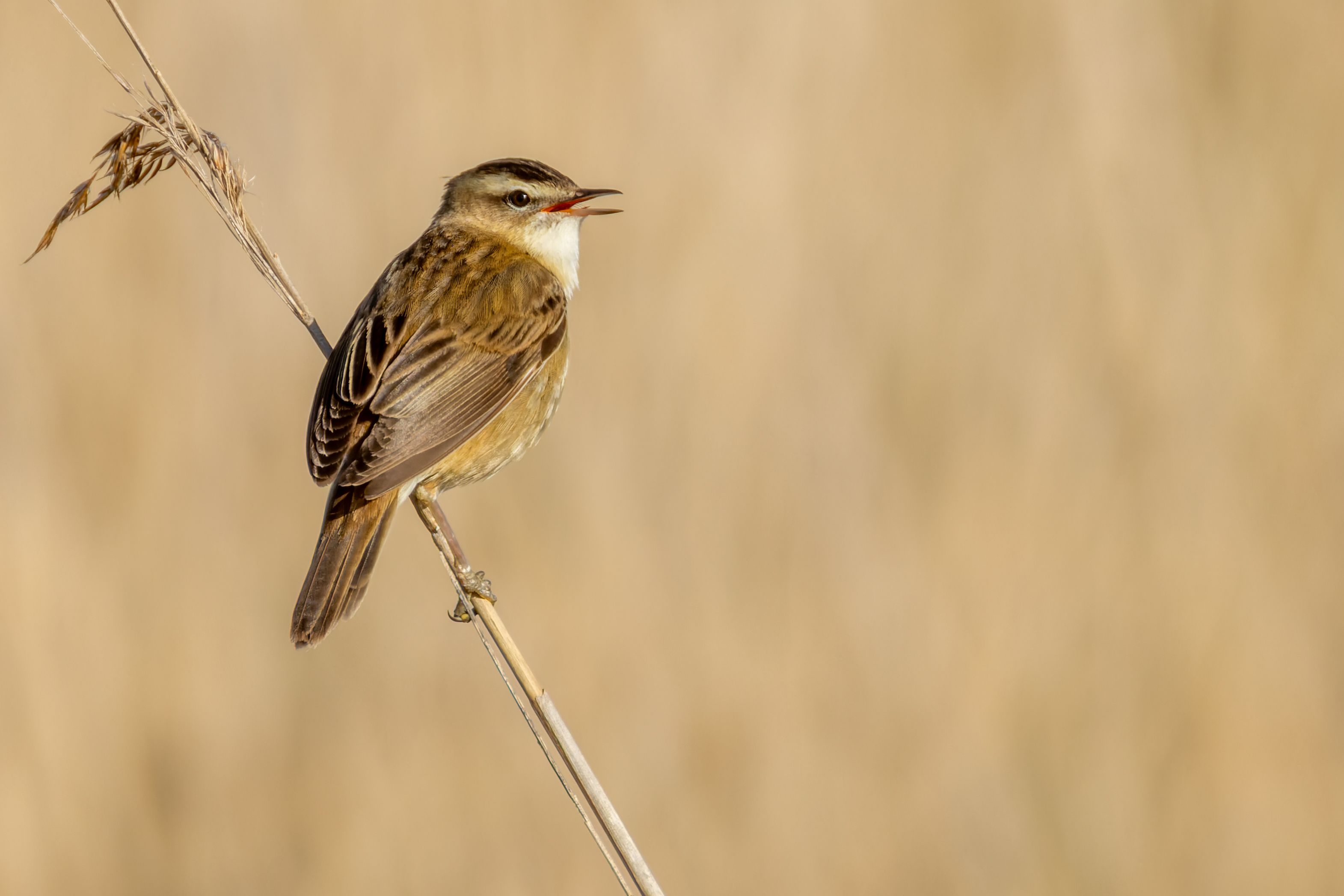 A sedge warbler (Acrocephalus schoenobaenus) on a reed.