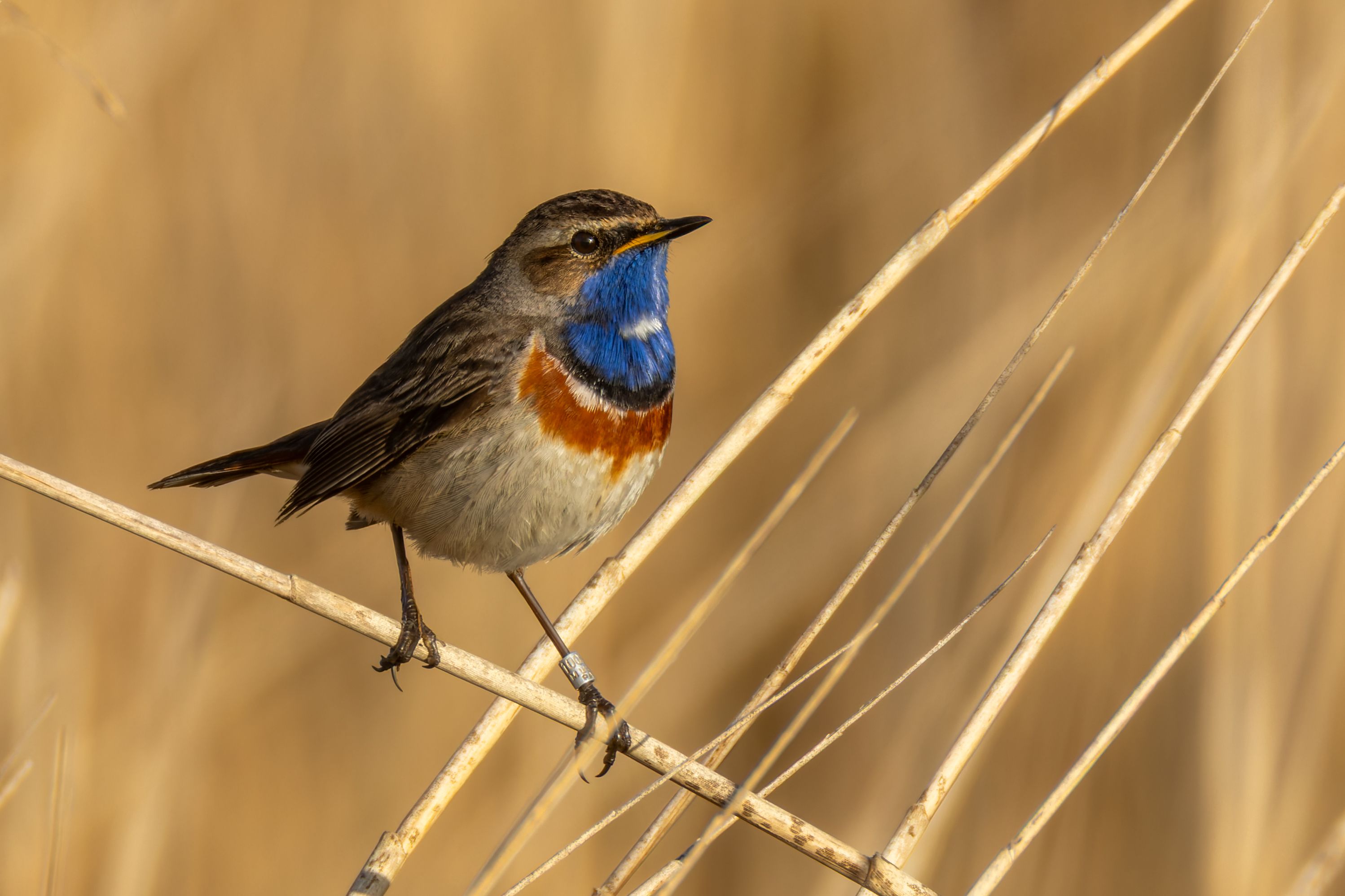 A male bluethroat (Luscinia svecica).