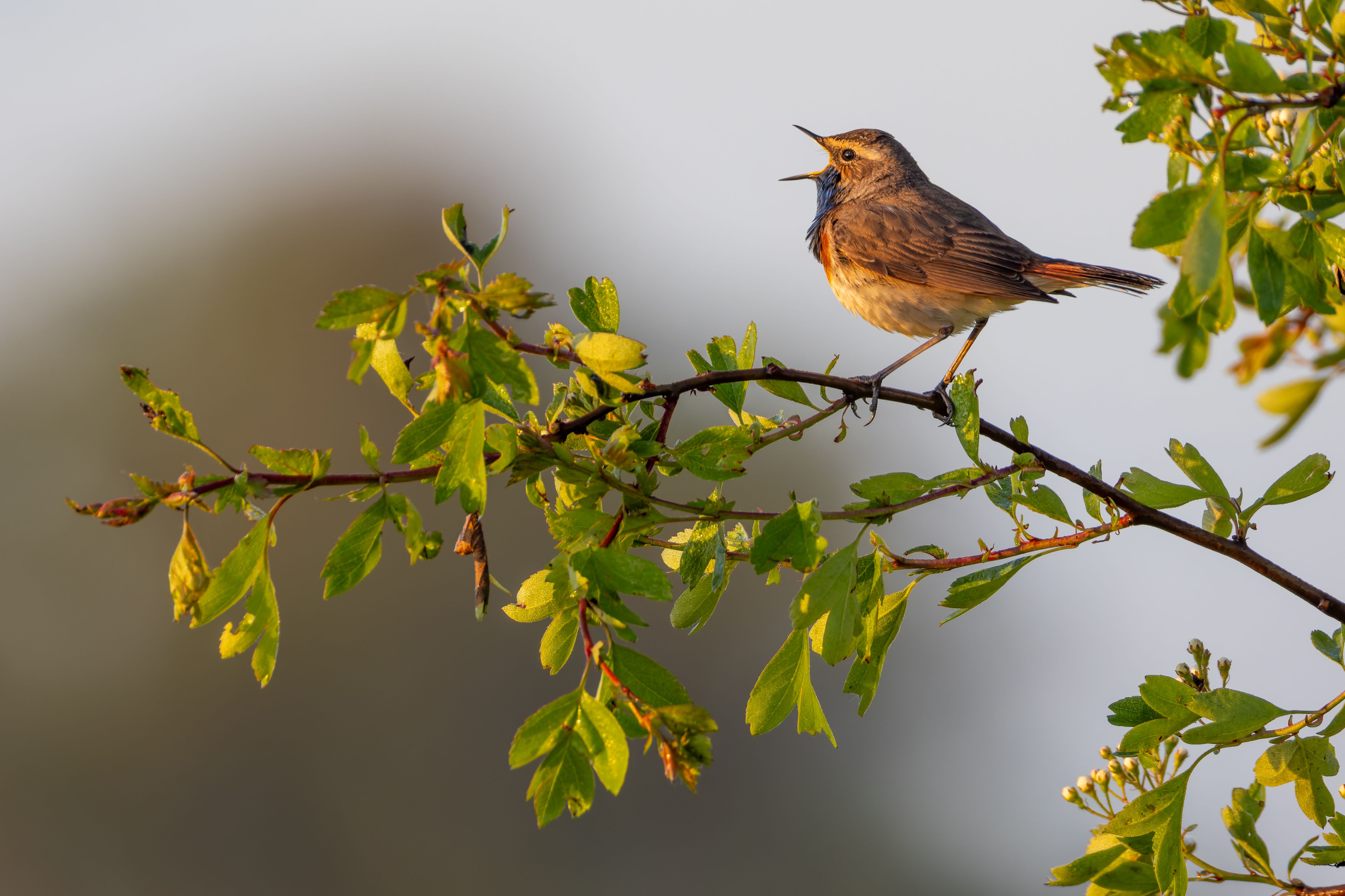 A male bluethroat (Luscinia svecica).
