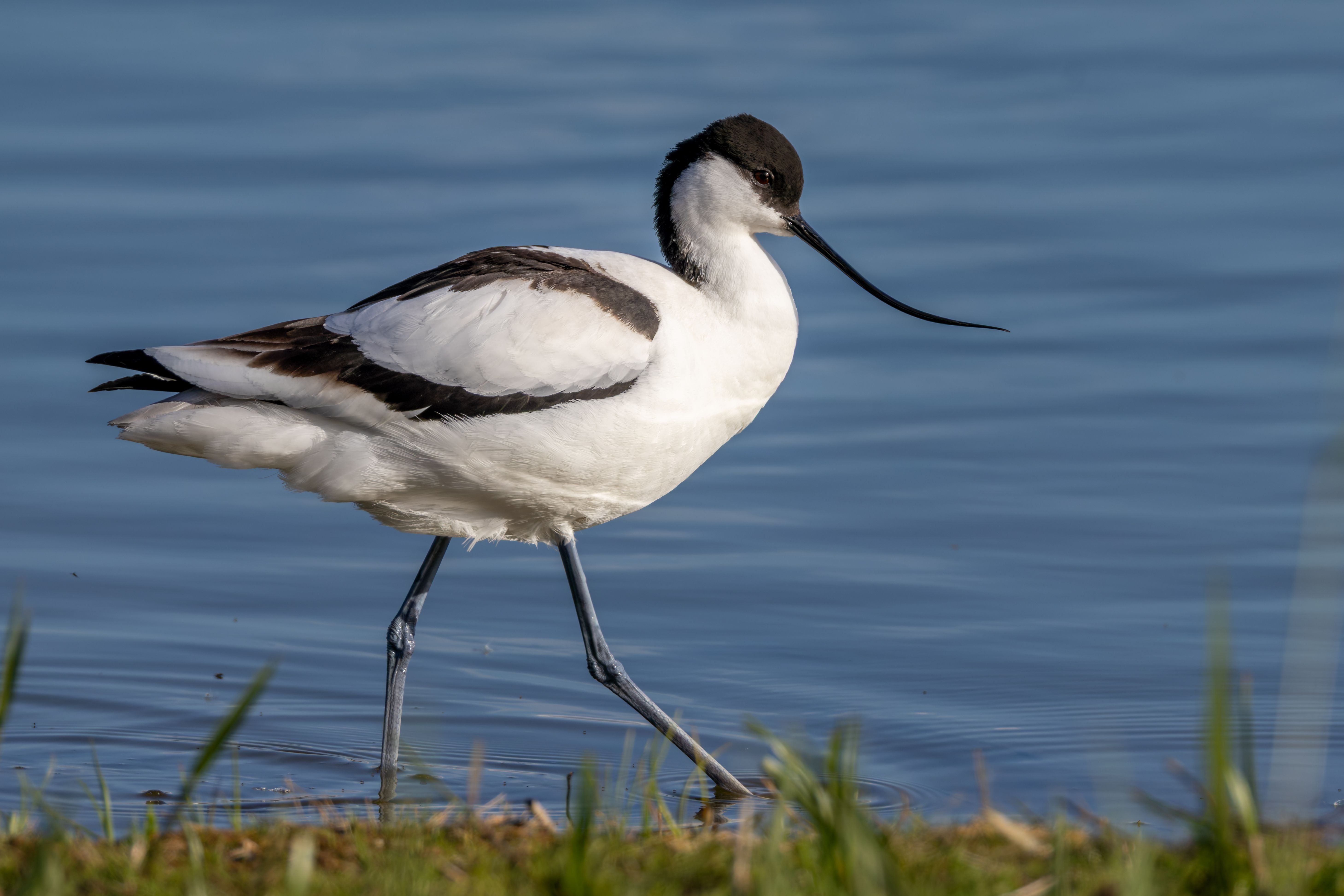 A pied avocet (Recurvirostra avosetta).