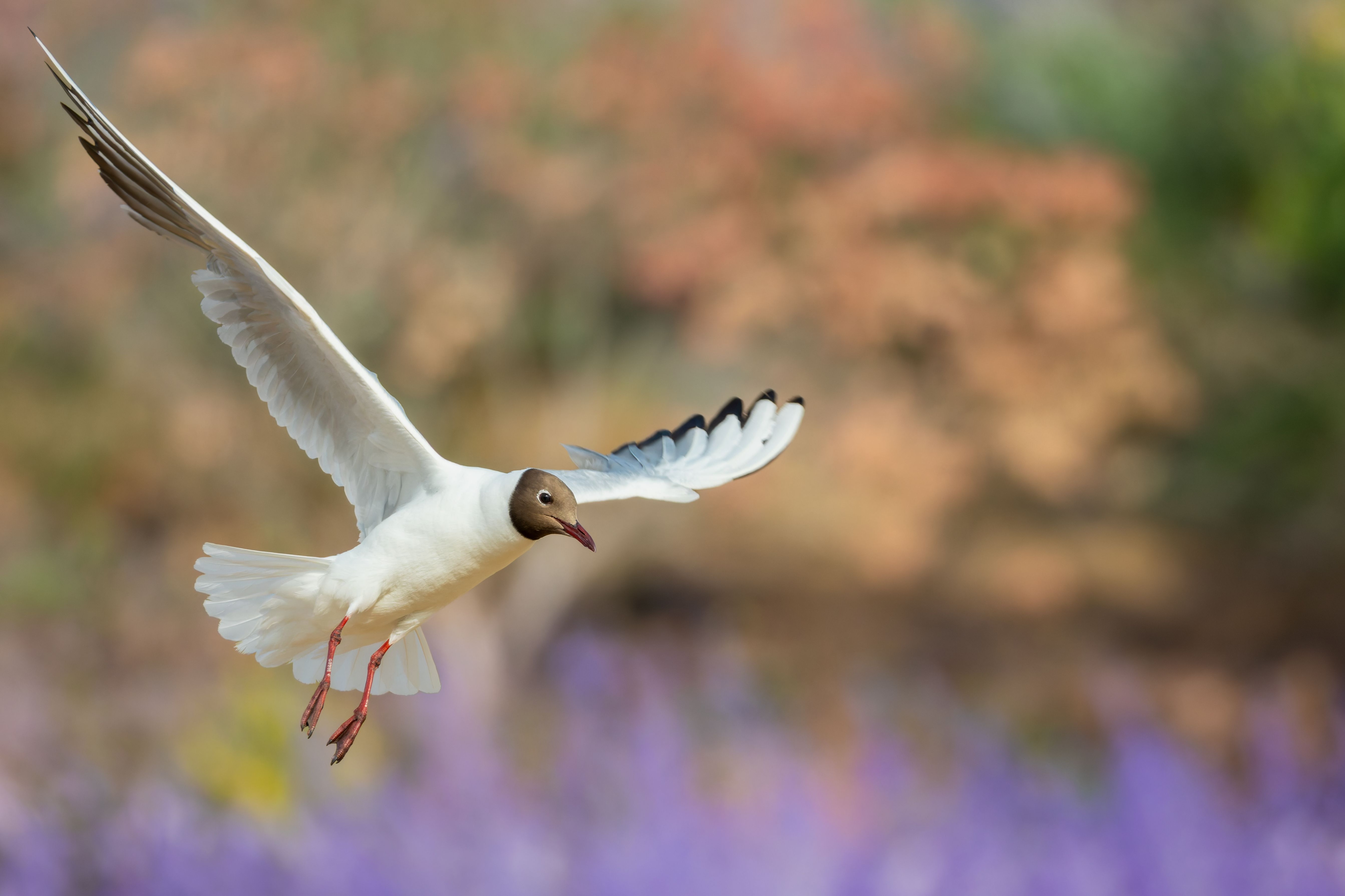 A black-headed gull (Chroicocephalus ridibundus) in flight.