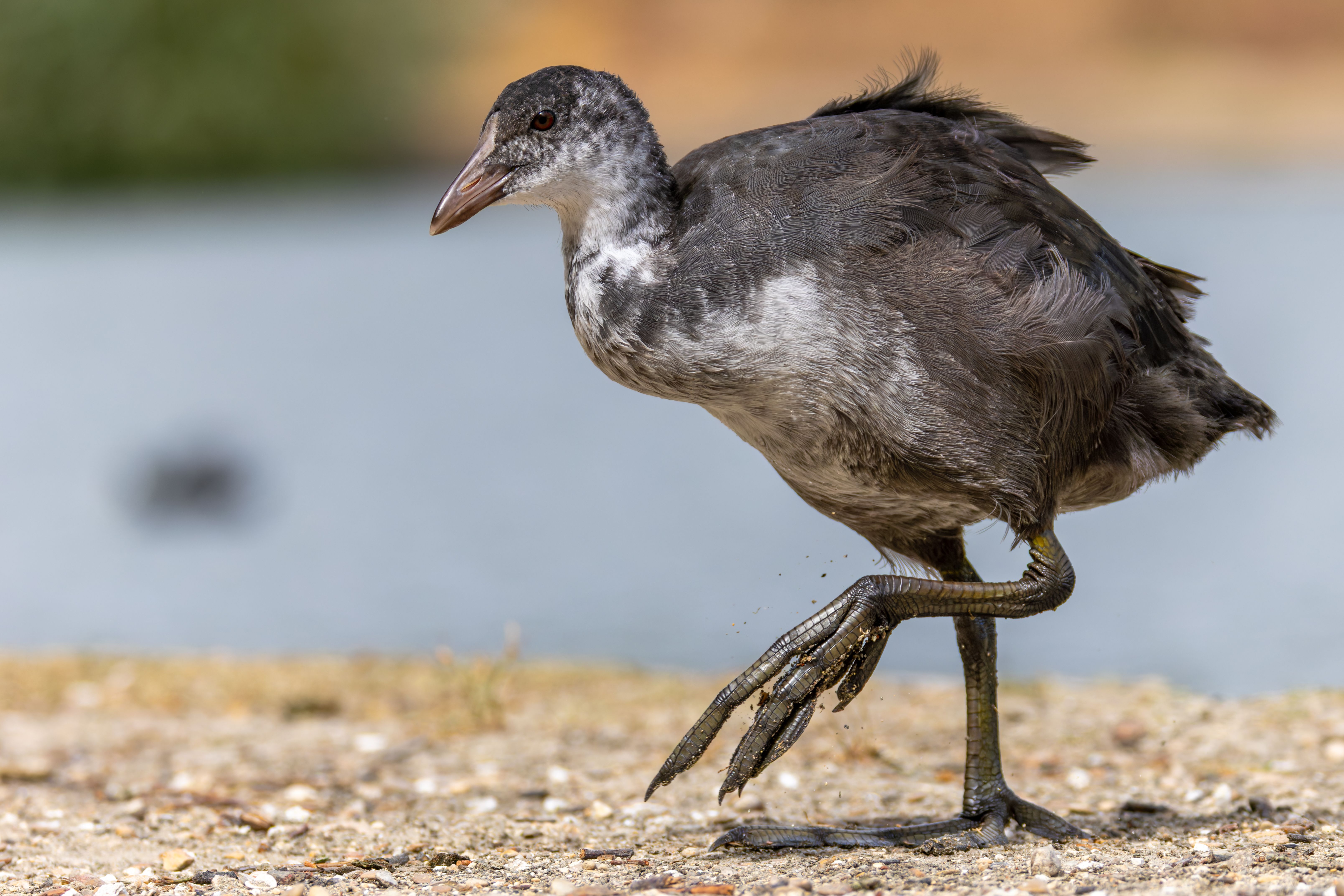 A juvenile Eurasian coot (Fulica atra).