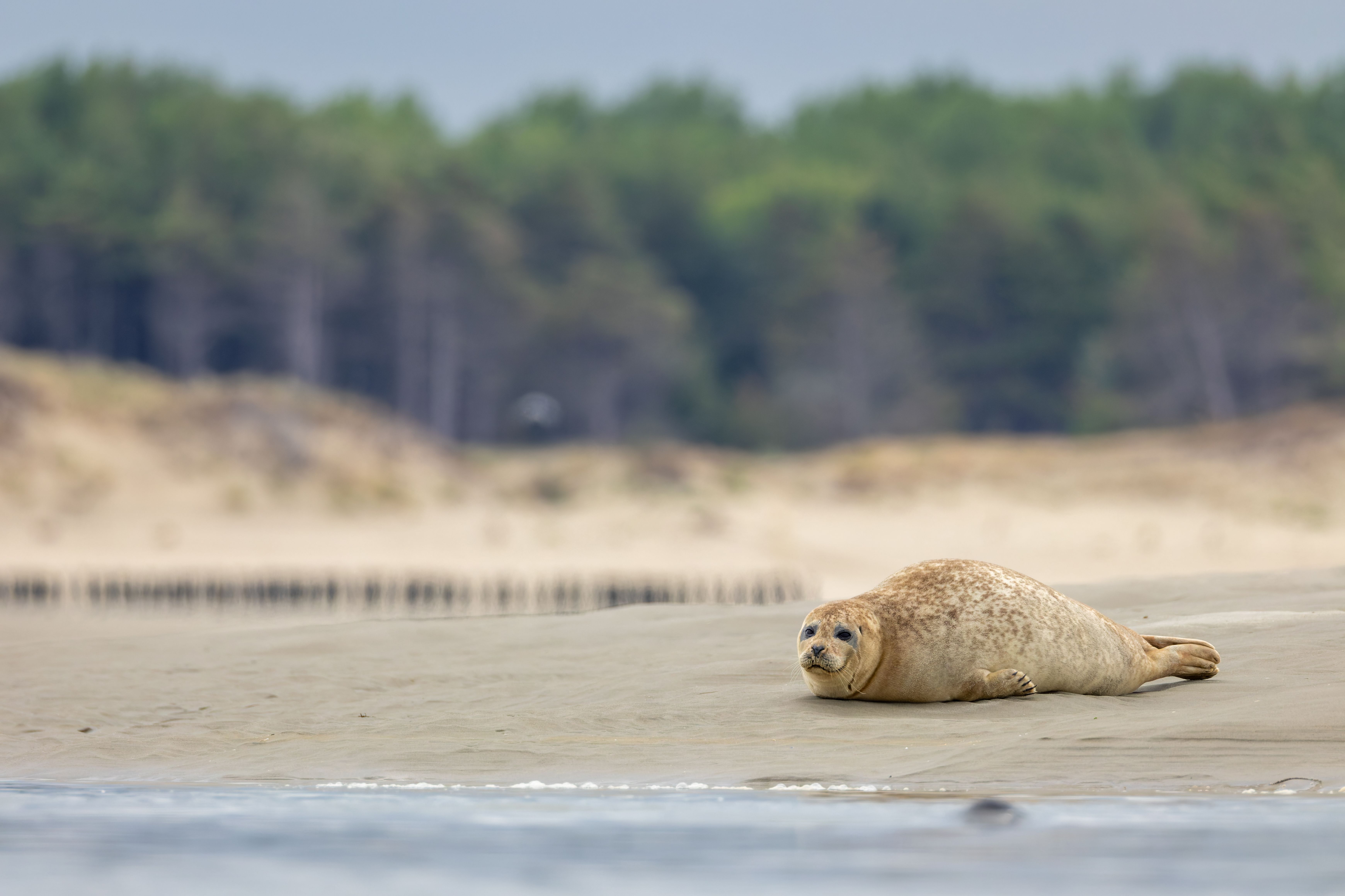 An harbor seal (Phoca vitulina).
